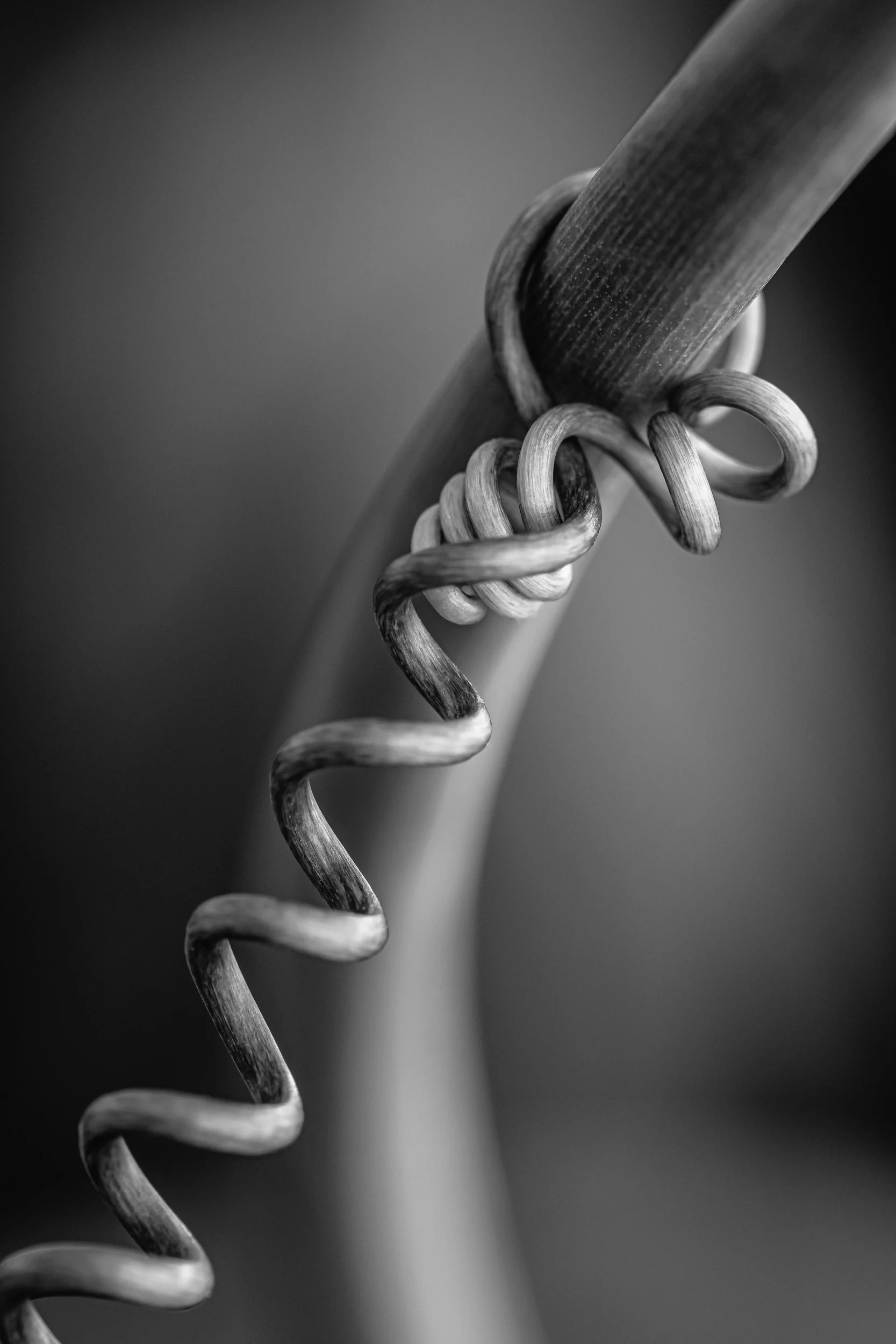 maracuja-natureza-macrofotografia-obras-fine-art-6.jpg