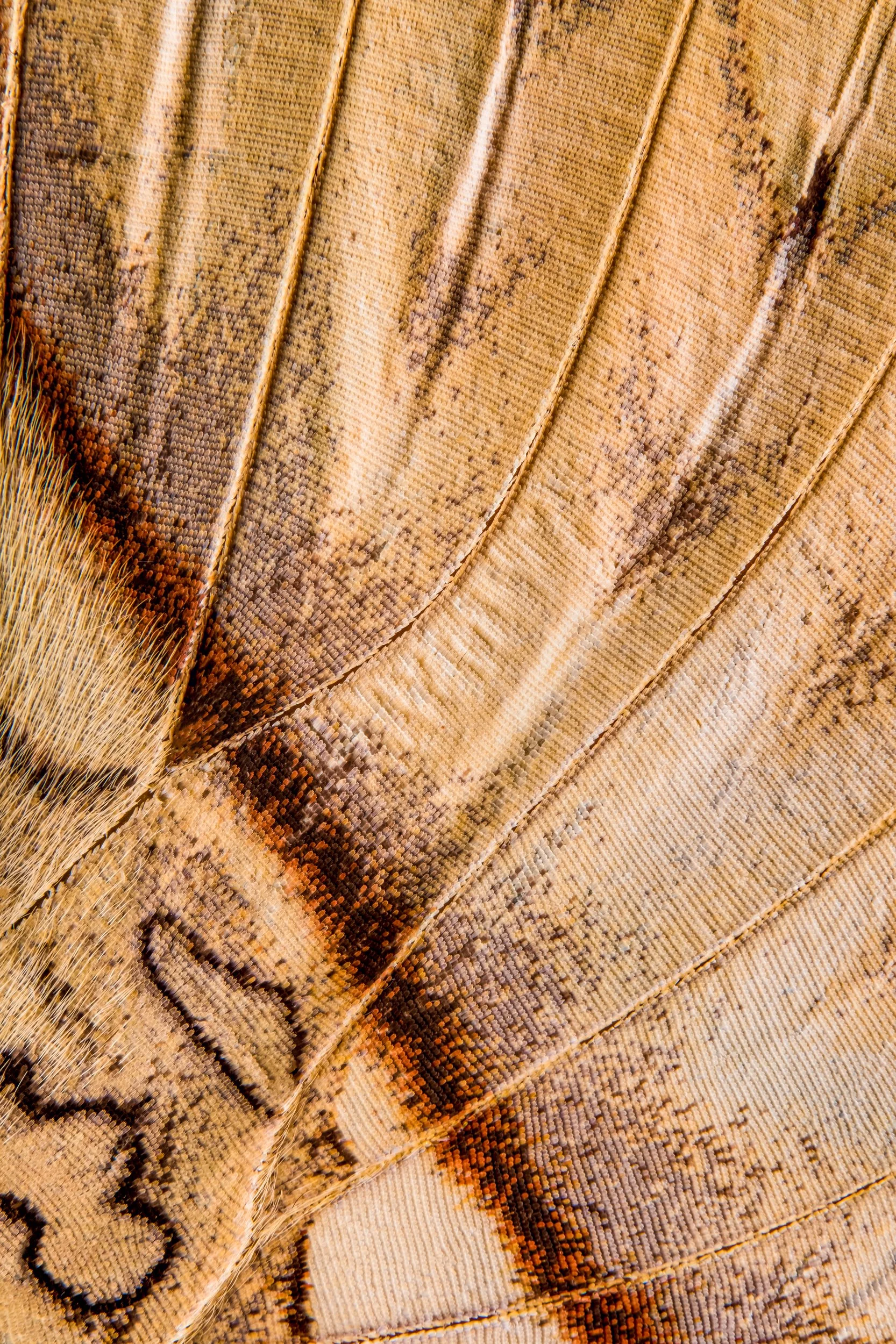 panapana-borboleta-macrofotografia-fine-art-18.jpg