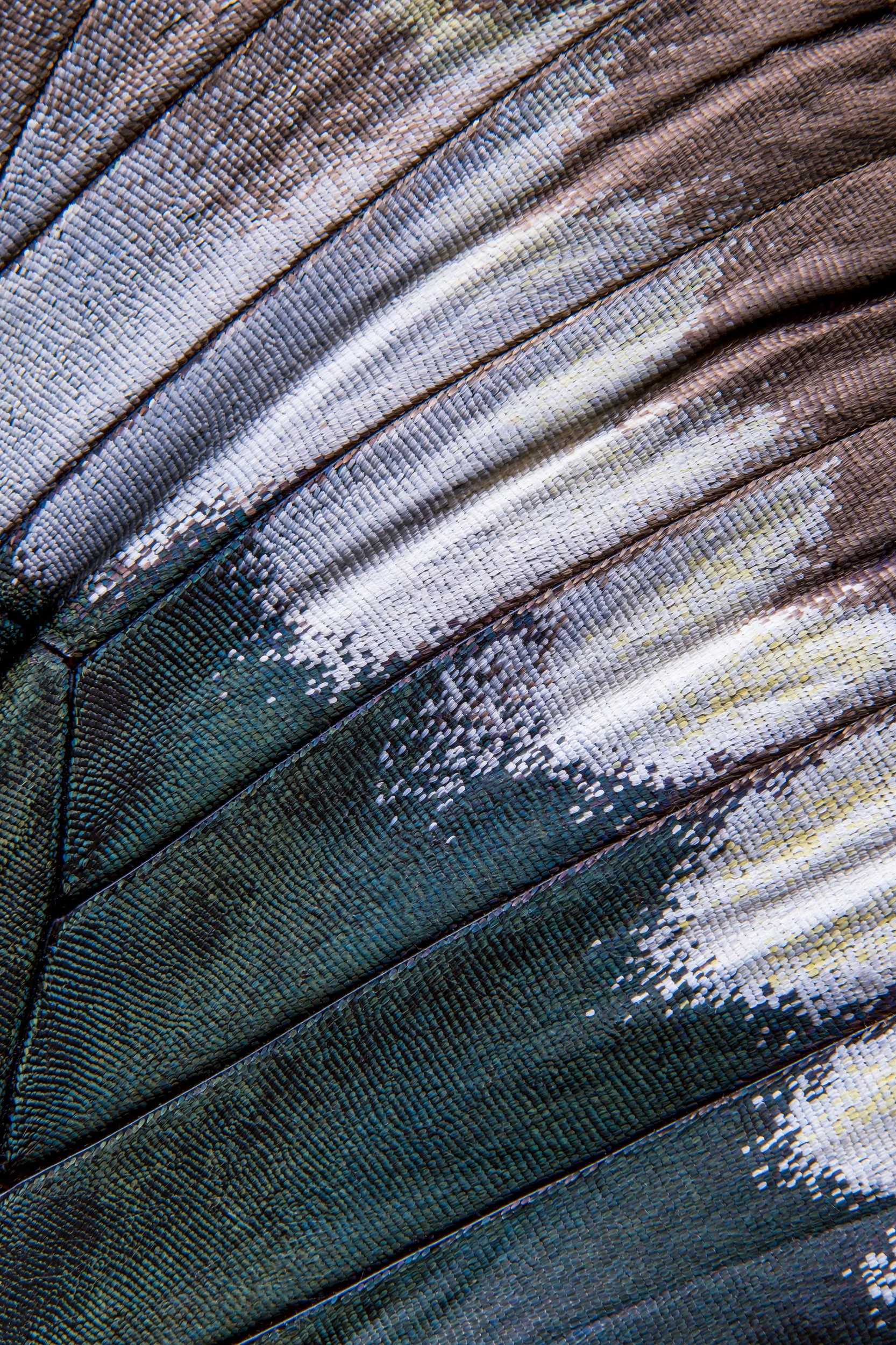 Fotografia macro fine art da série Panapaná, de Bruno Militelli 