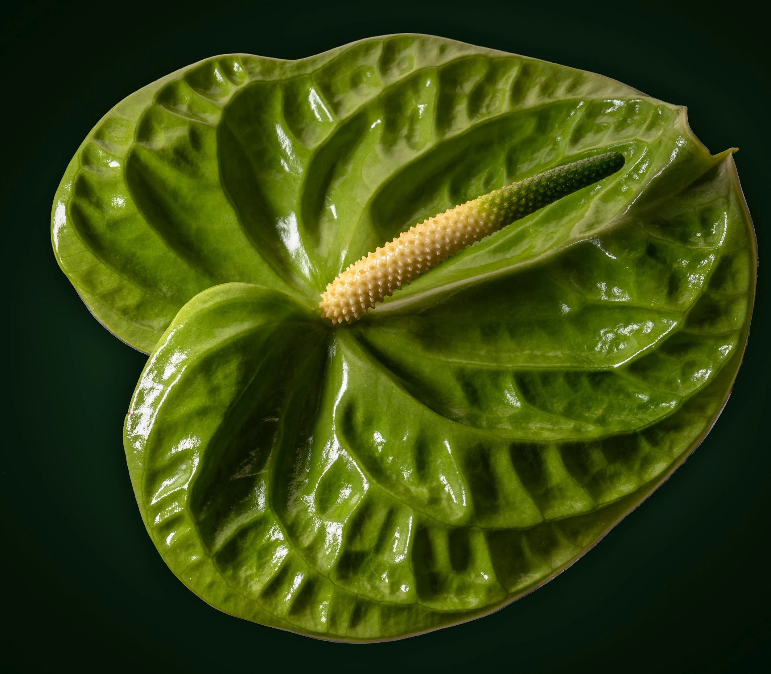 folha_macrofotografia_fine_art-8.jpg