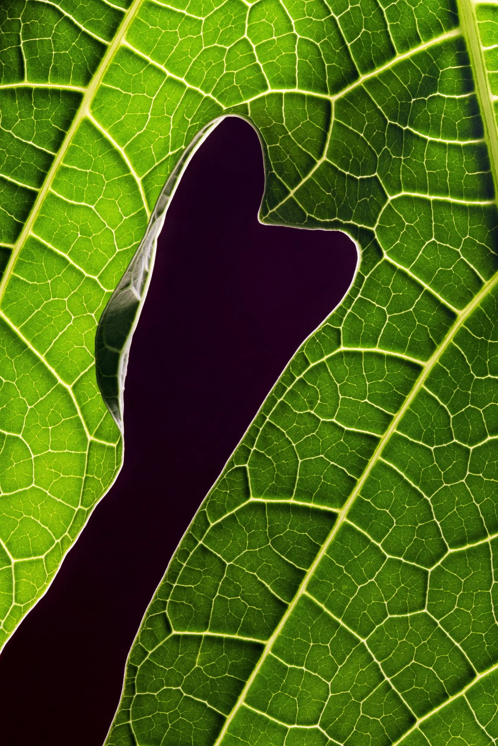 Fotografia macro fine art de nervuras de folha em tons verdes — série Nervura, de Bruno Militelli