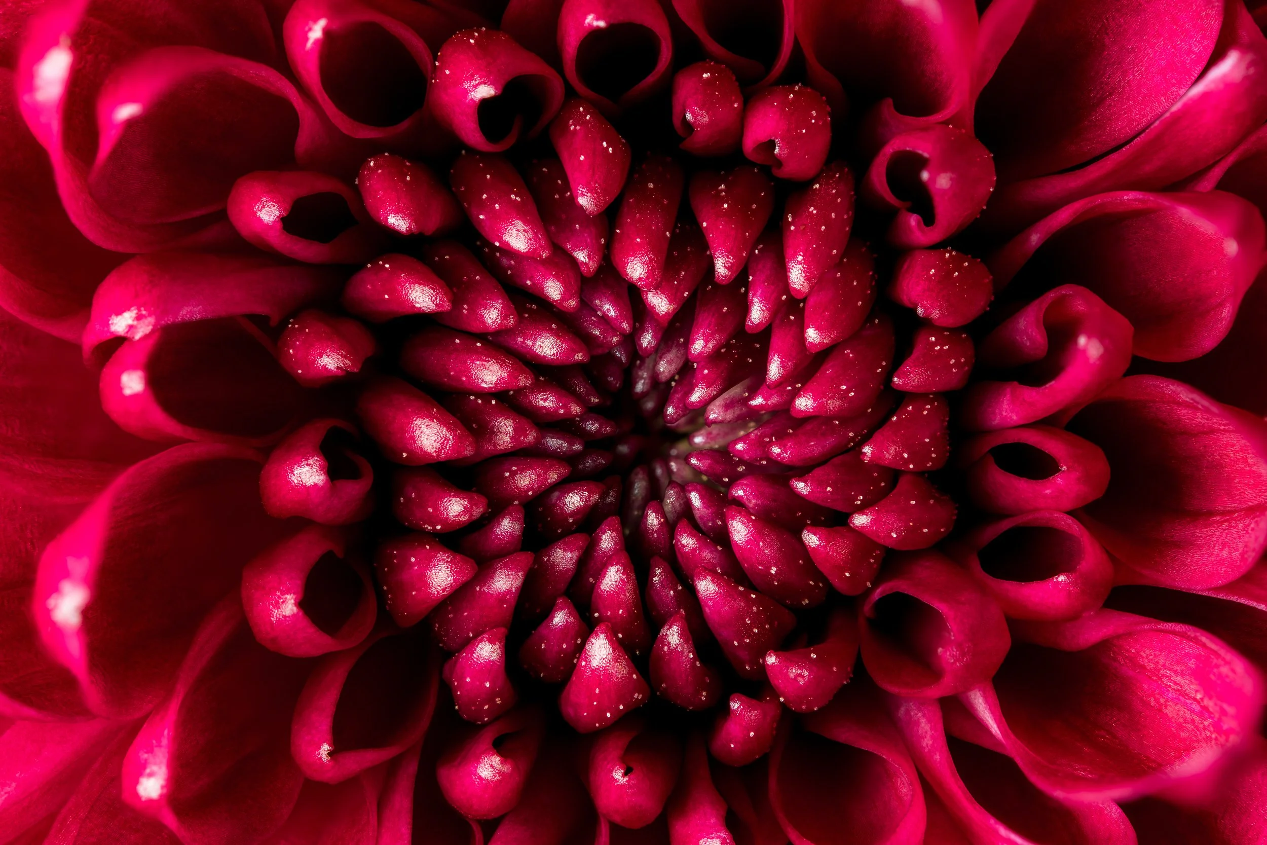 folha_macrofotografia_fine_art-6.jpg