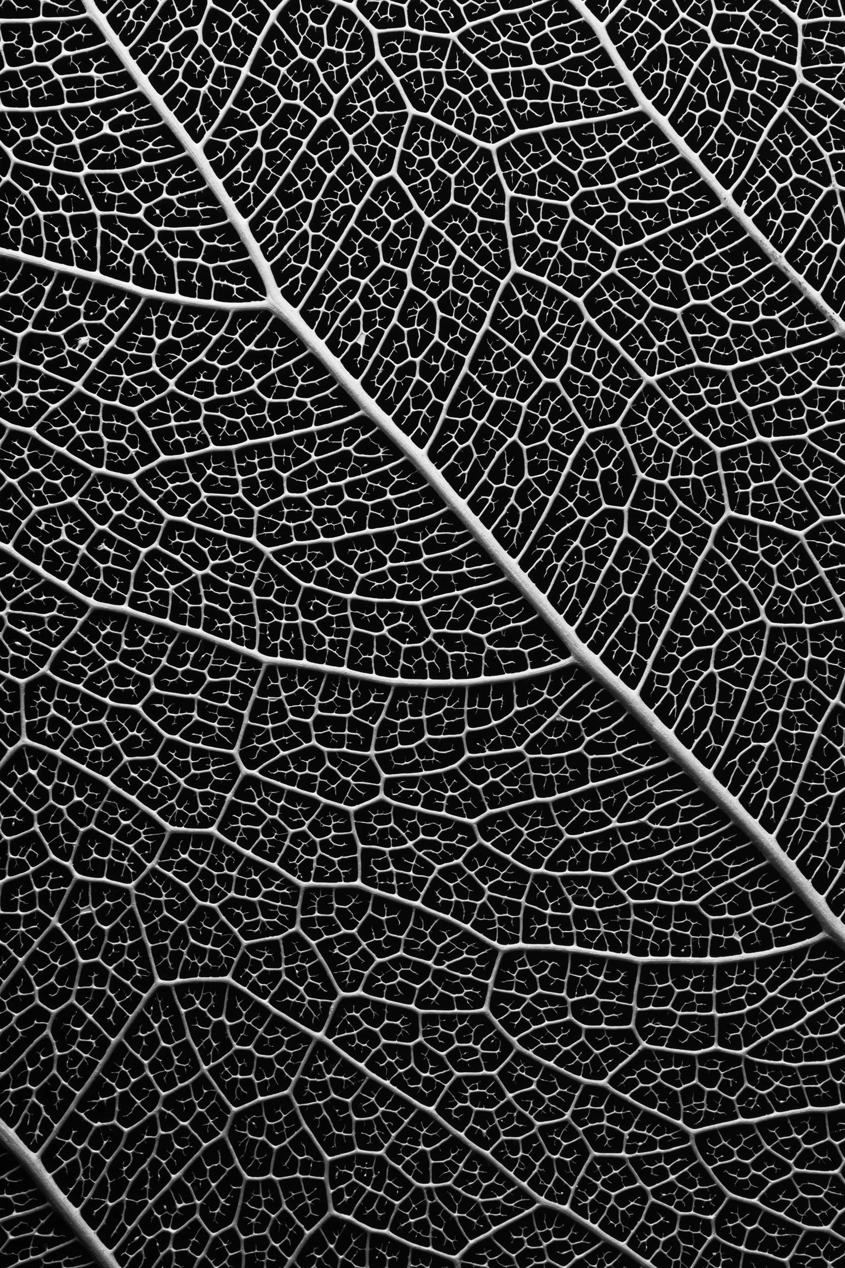 Estrutura de folha ampliada revelando geometria natural — série Nervura, fotografia macro fine art de Bruno Militelli