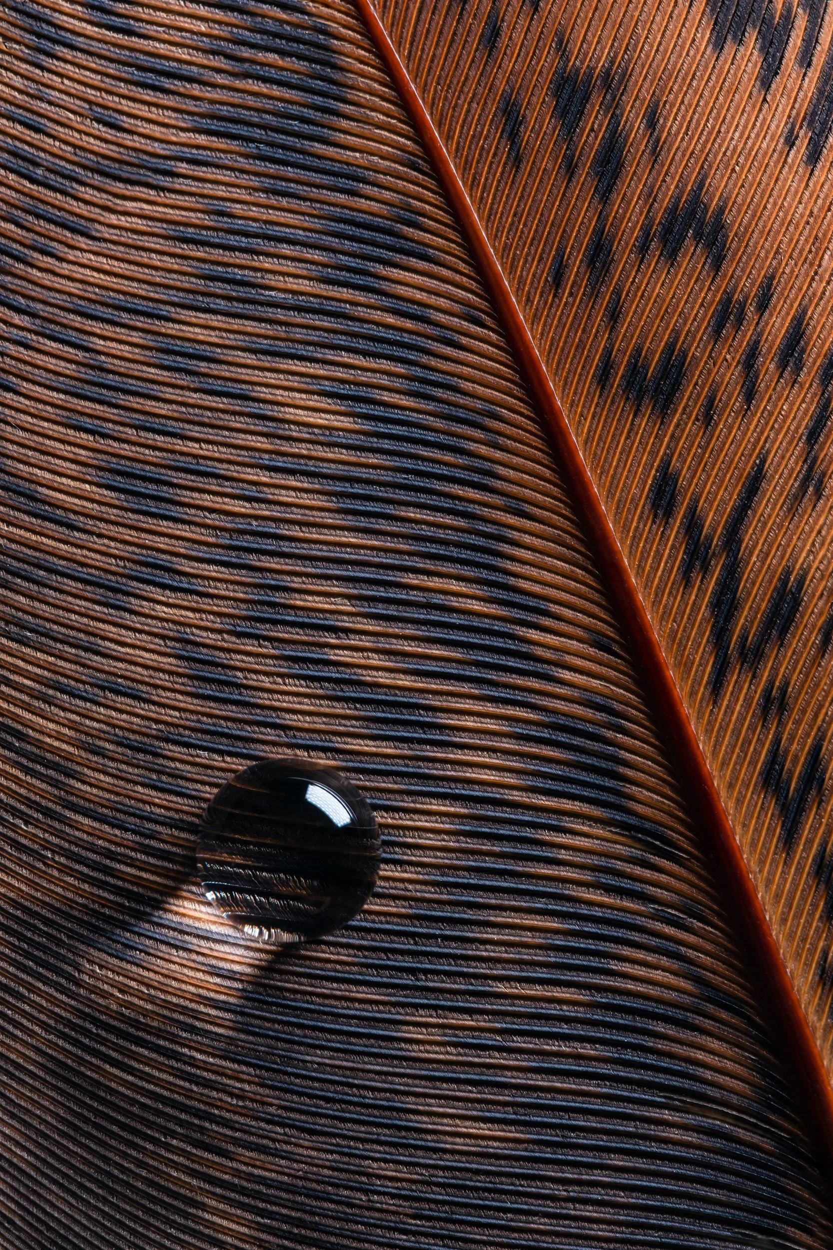 hidrofobico-penas-macrofotografia-fine-art-12.jpg