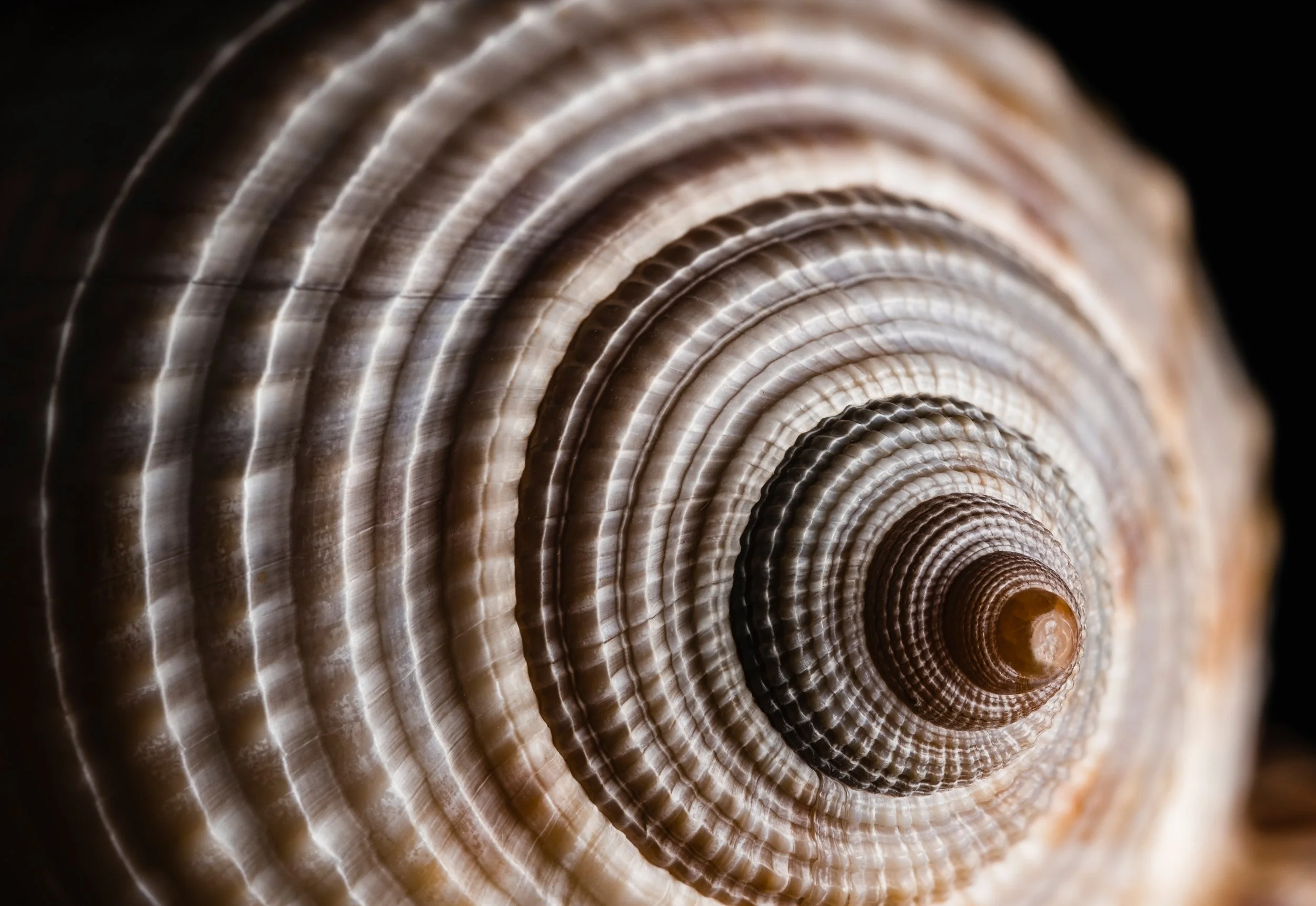 natureza_macrofotografia_fine_art-6.jpg