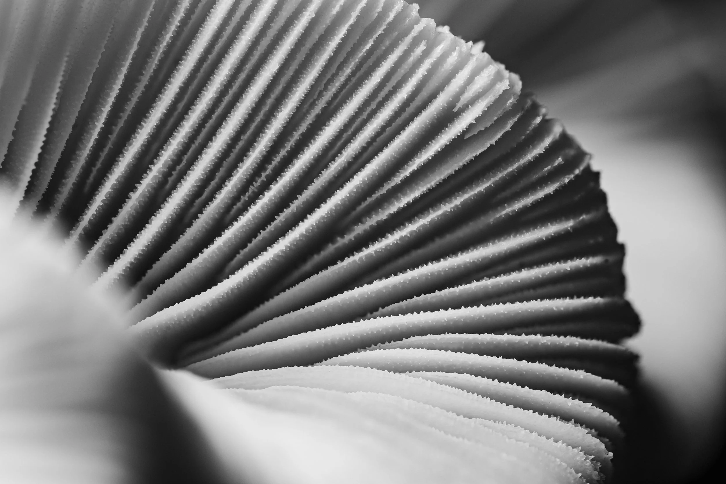 mare-coral-macrofotografia-fine-art-6.jpg