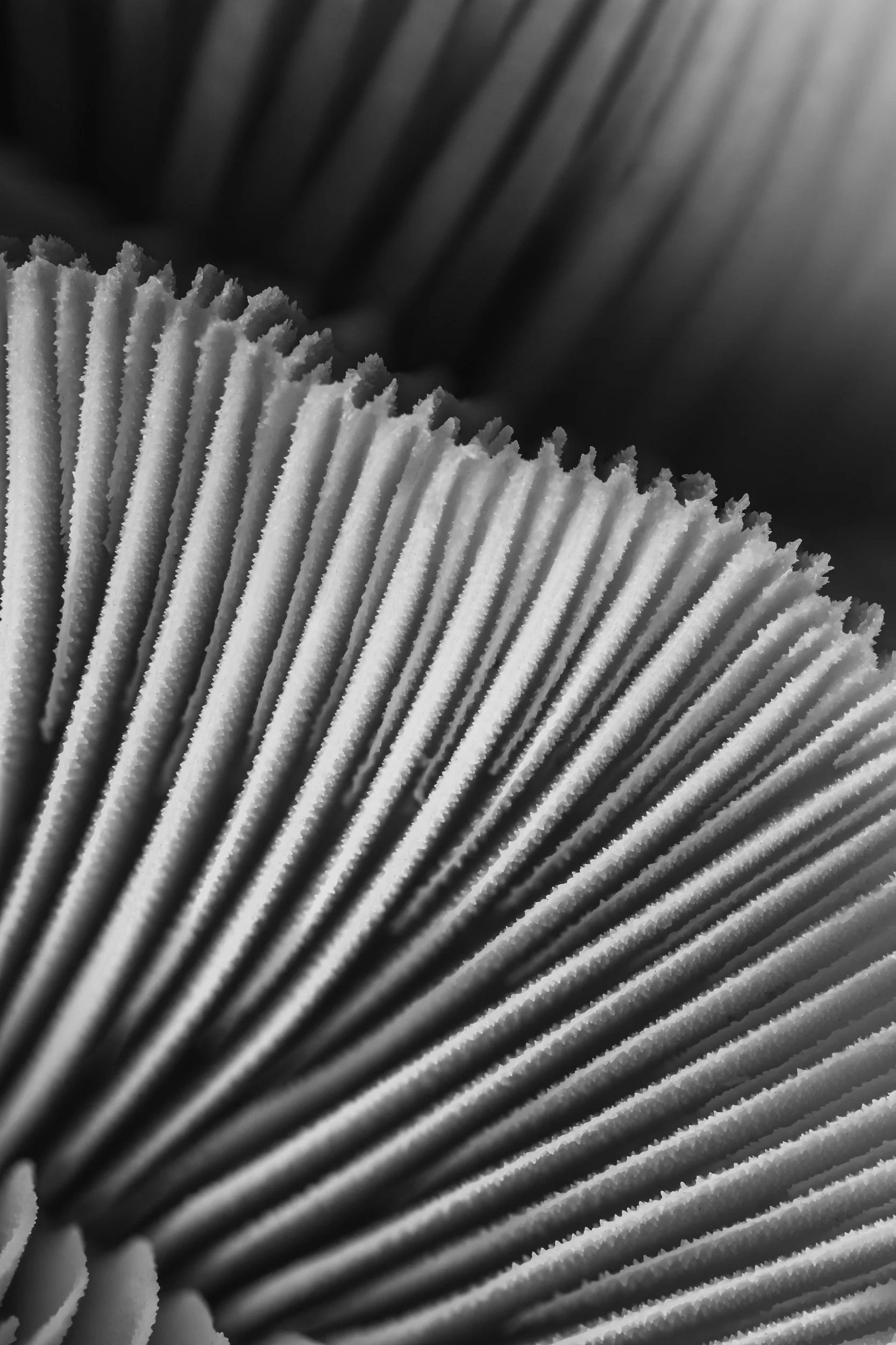 mare-coral-macrofotografia-fine-art-2.jpg
