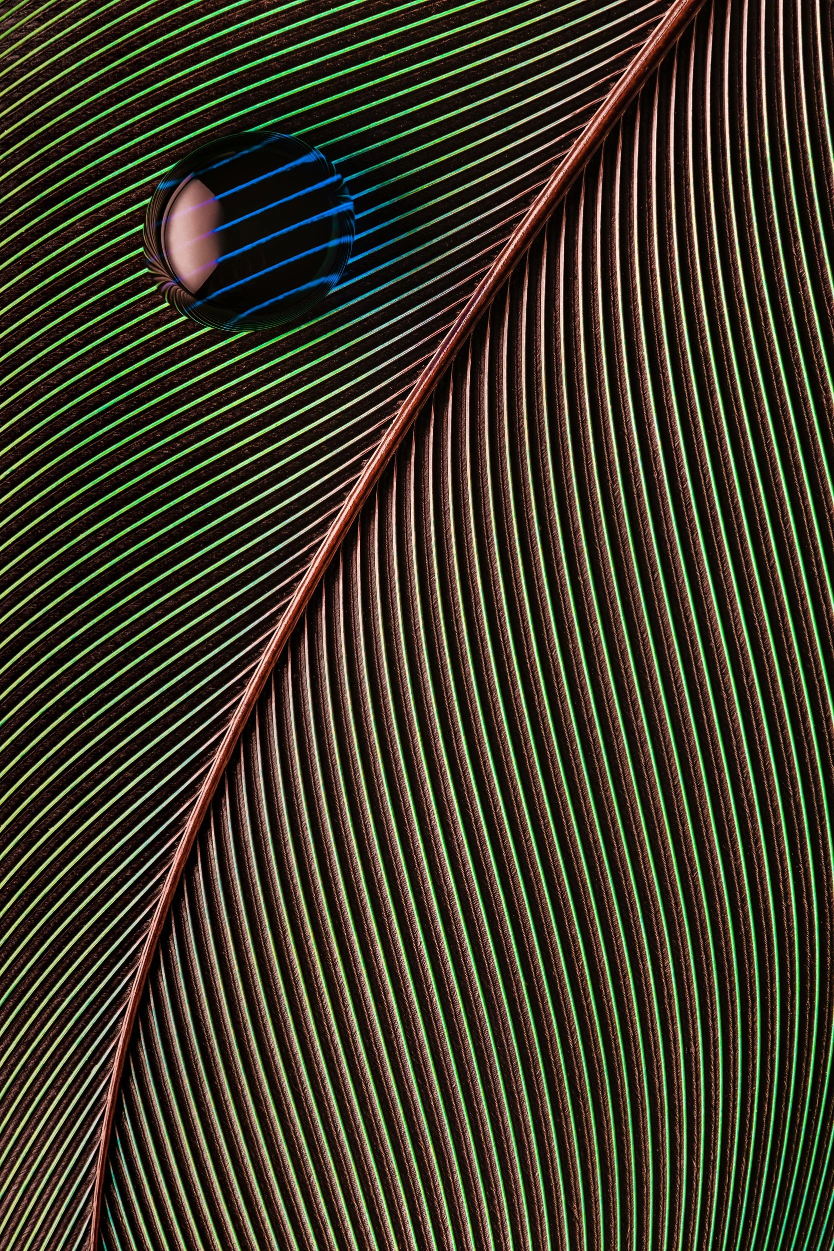 hidrofobico-penas-macrofotografia-fine-art-10.jpg