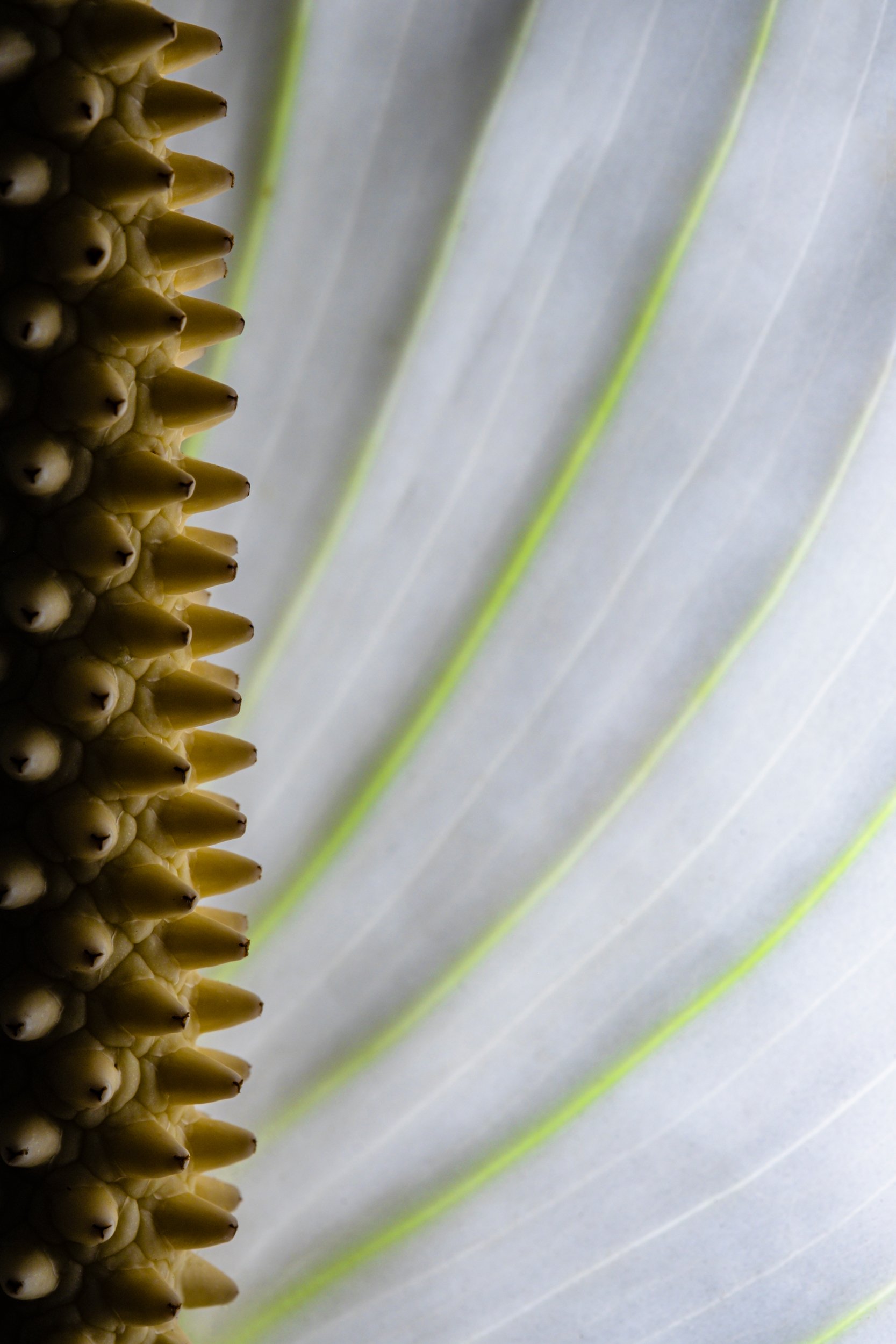 folha_macrofotografia_fine_art-24.jpg