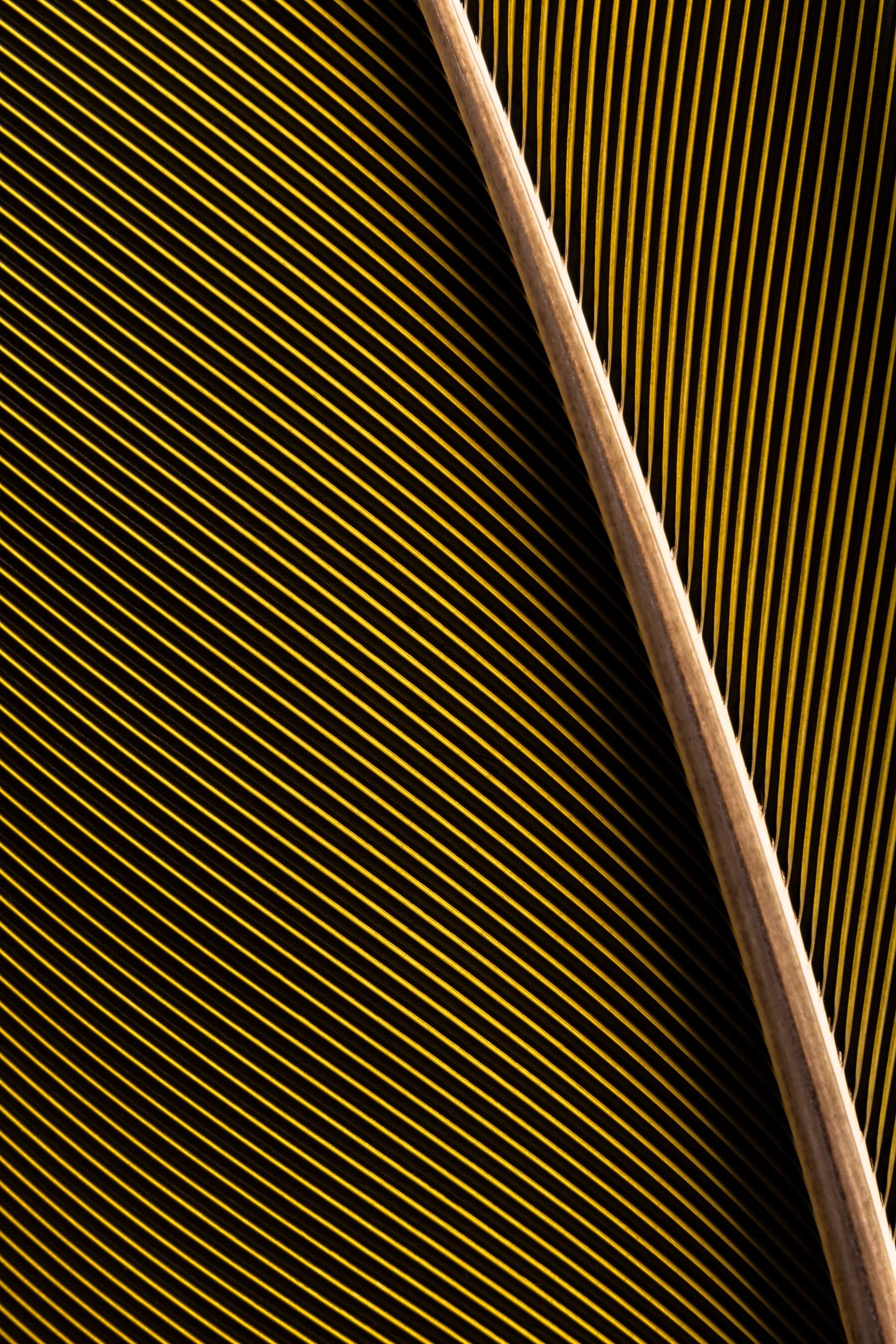 penas-nativas-macrofotografia-obras-fine-art-8.jpg