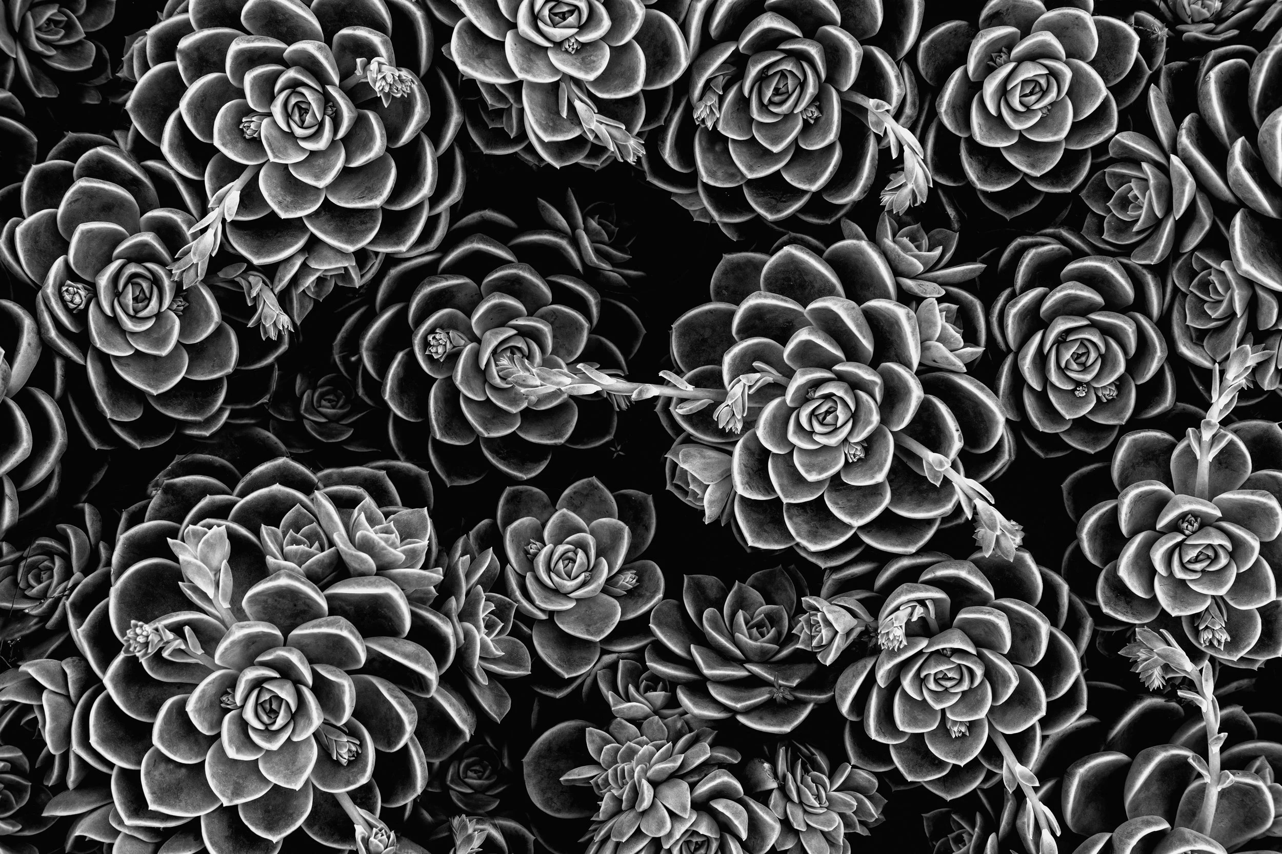natureza_macrofotografia_fine_art-16.jpg