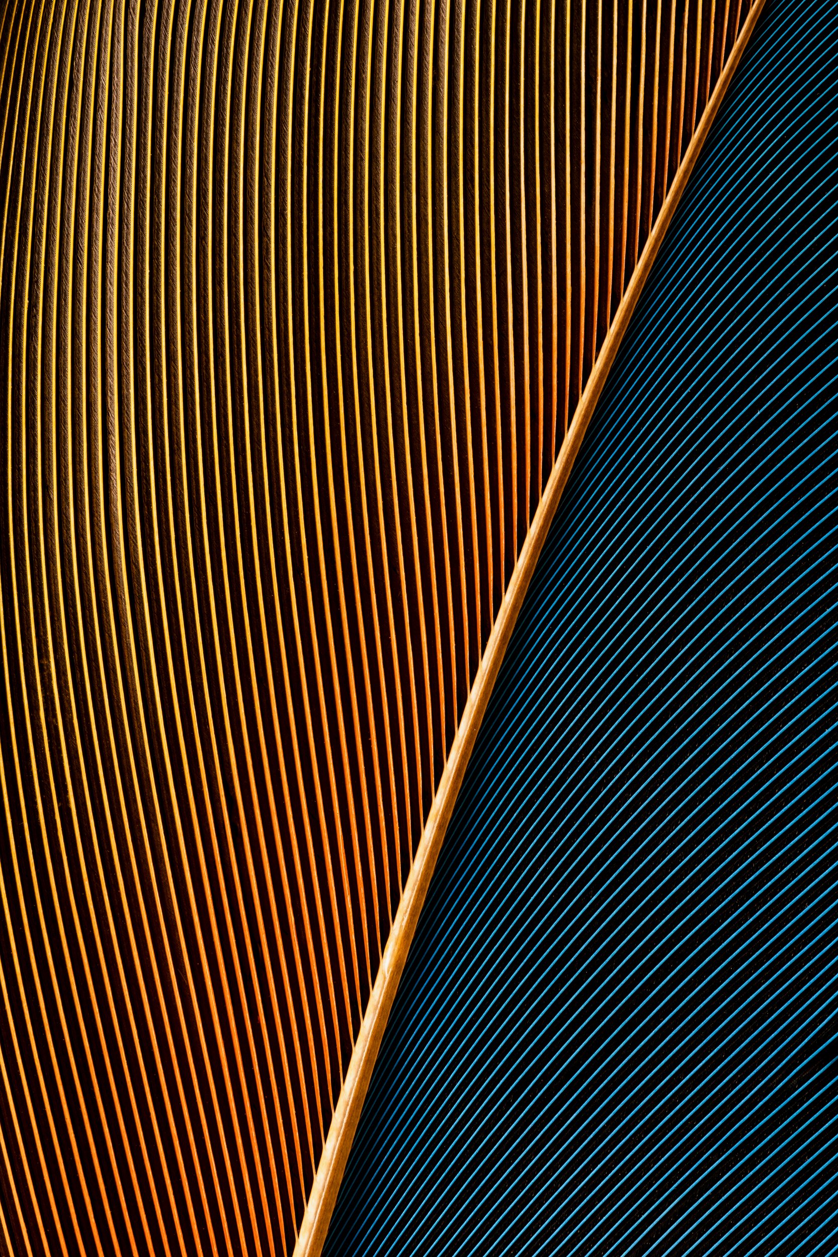 penas-nativas-macrofotografia-obras-fine-art-18.jpg