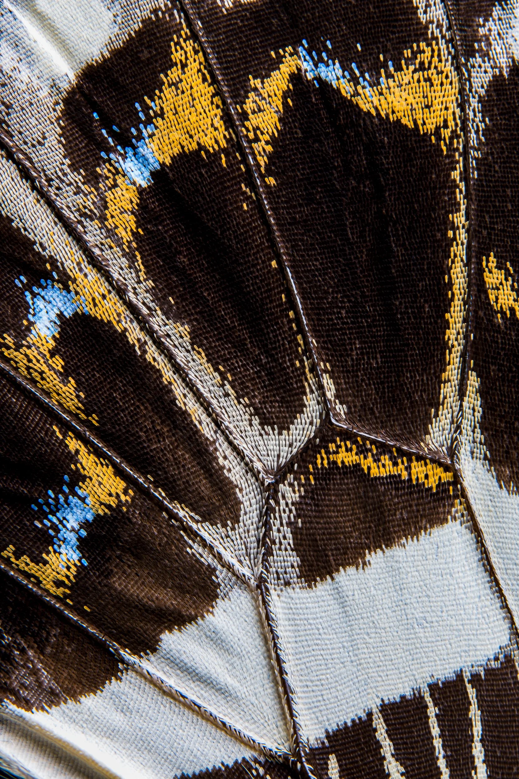 panapana-borboleta-macrofotografia-fine-art-7.jpg