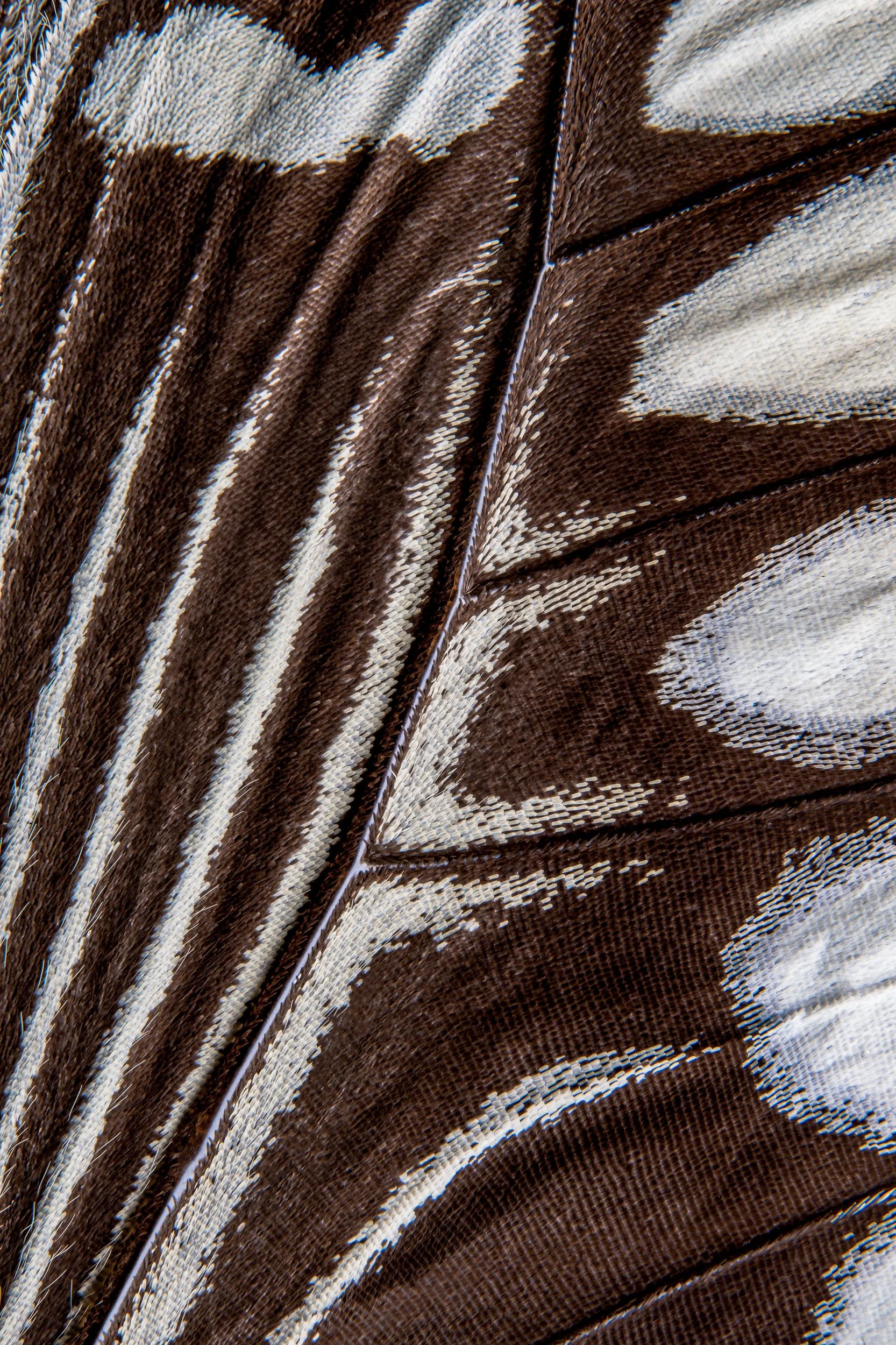 panapana-borboleta-macrofotografia-fine-art-13.jpg