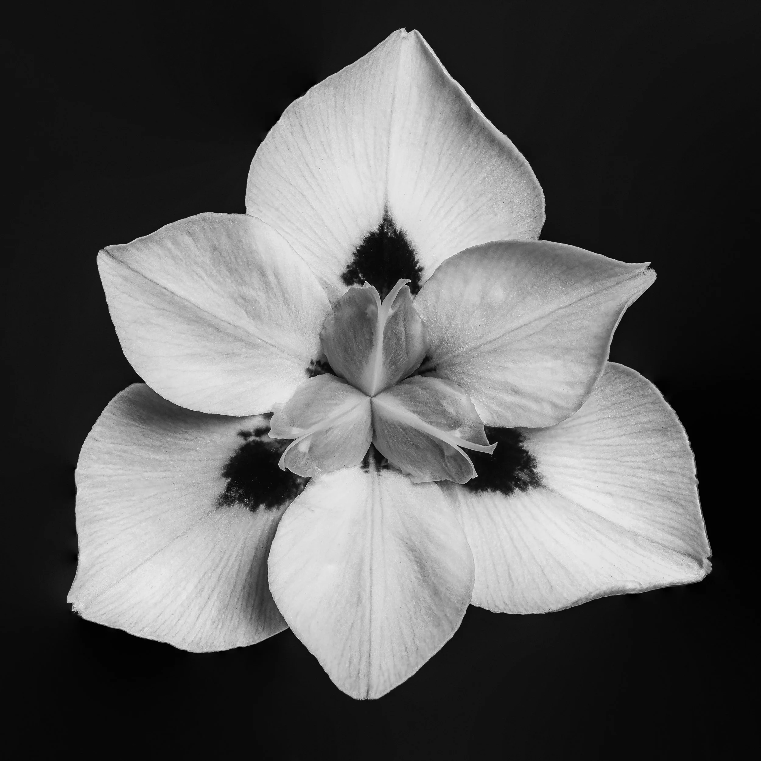 folha_macrofotografia_fine_art-10.jpg