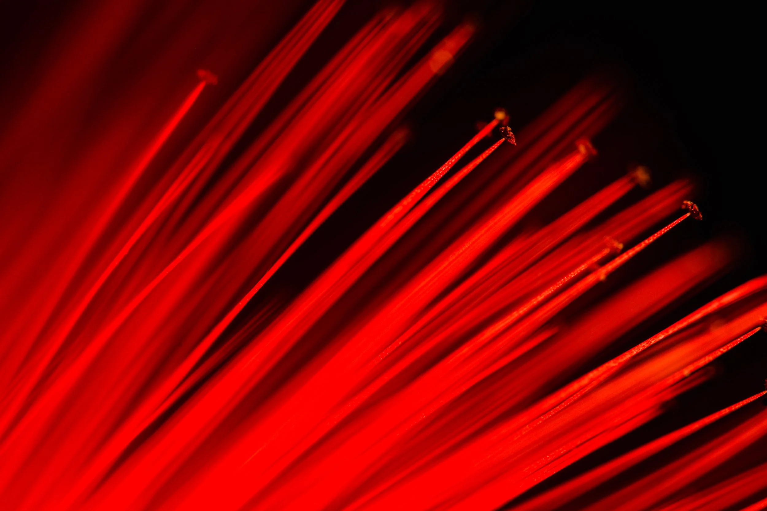 folha_macrofotografia_fine_art-17.jpg
