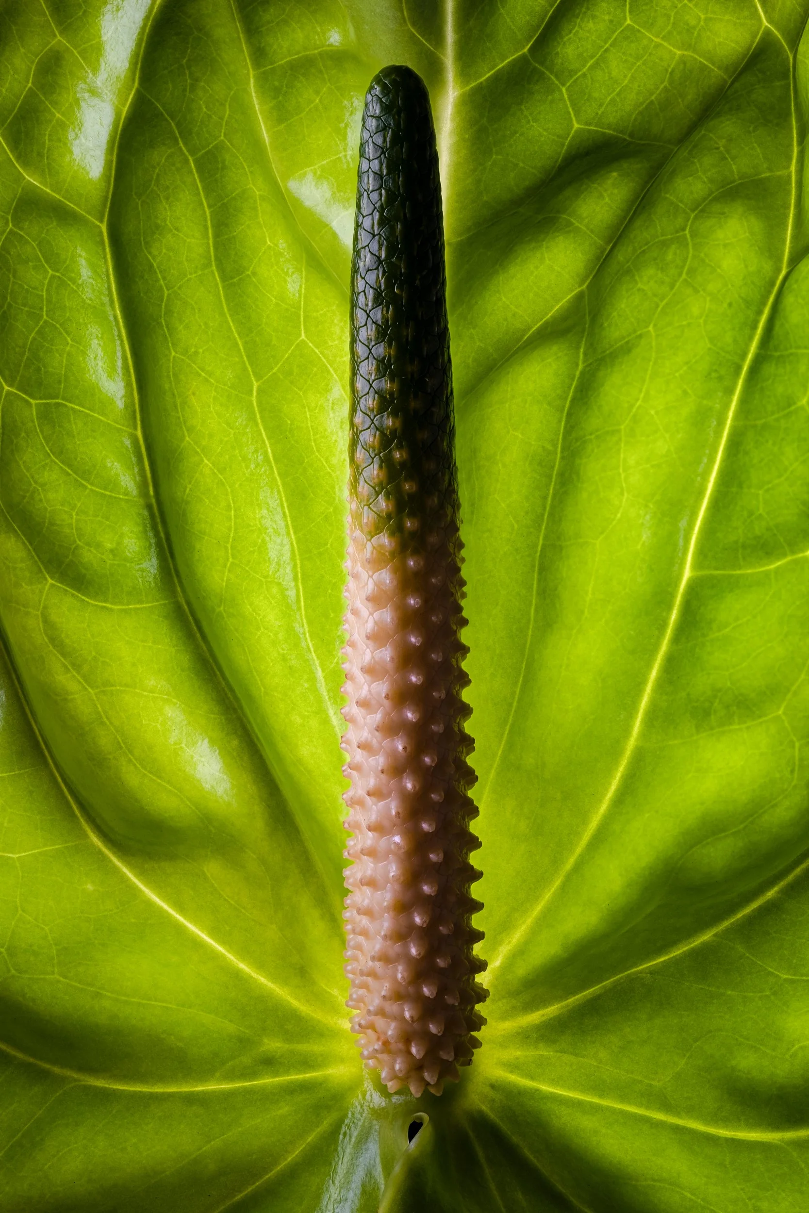 folha_macrofotografia_fine_art-7.jpg