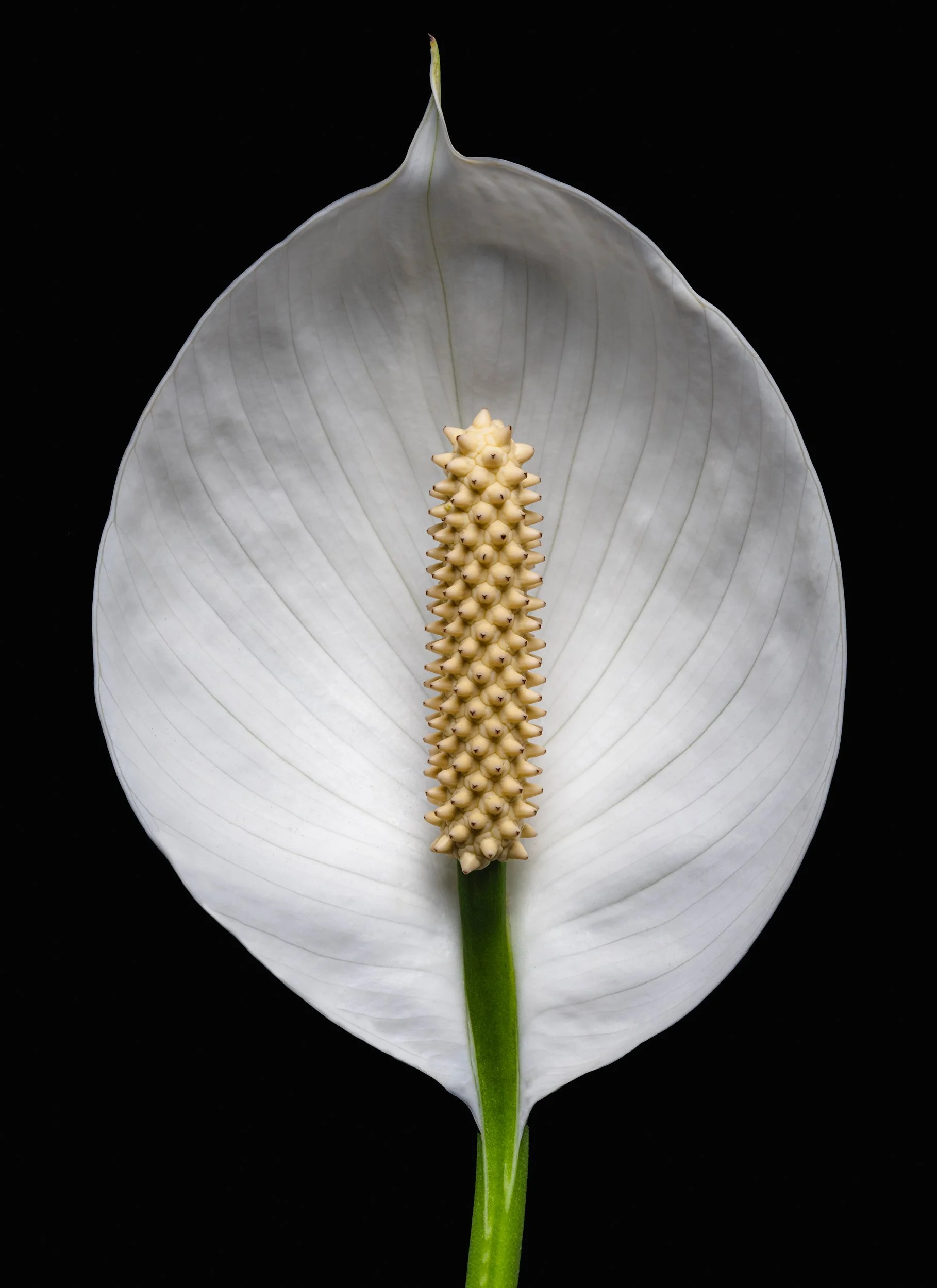 folha_macrofotografia_fine_art-22.jpg