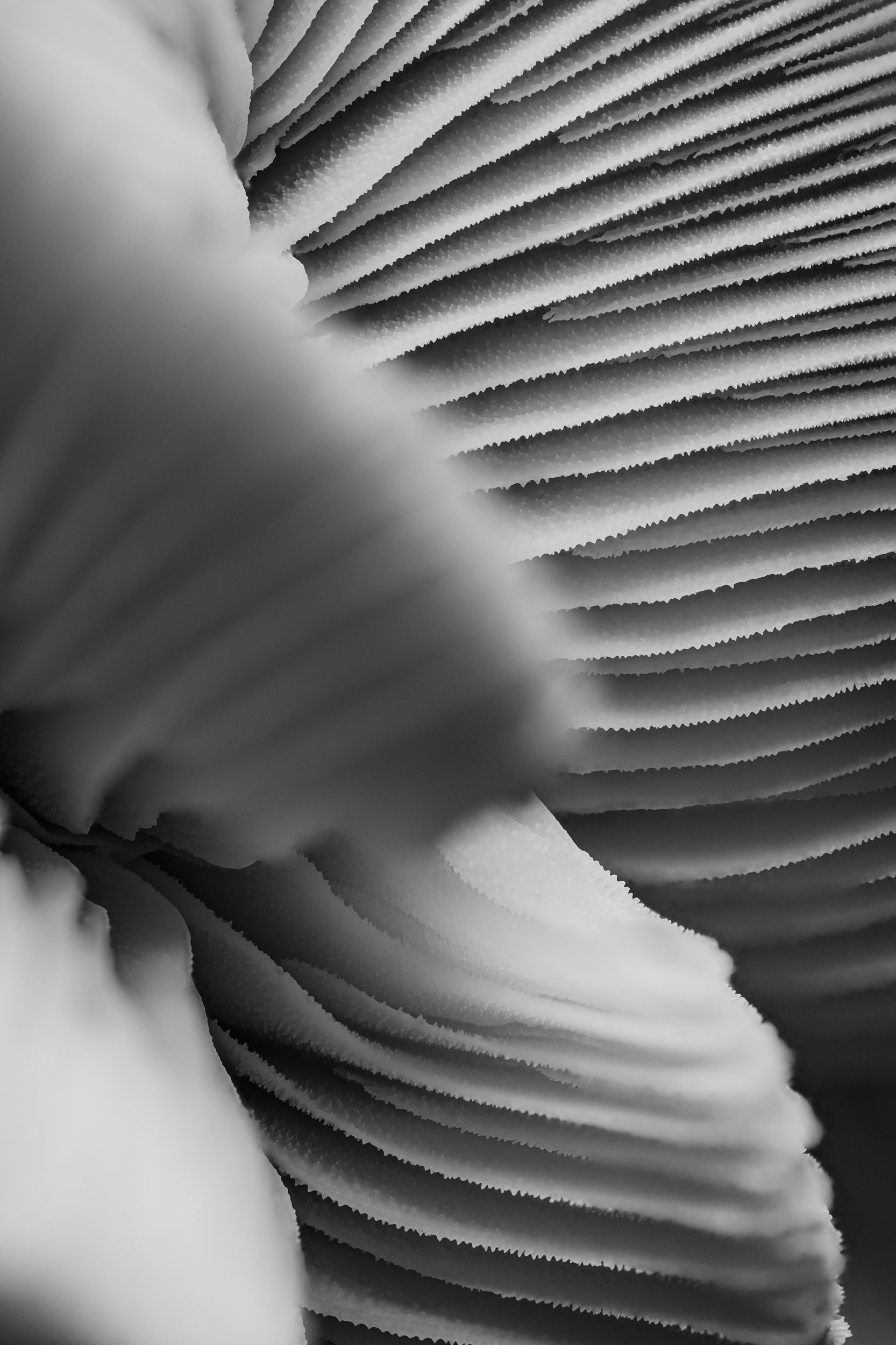 mare-coral-macrofotografia-fine-art-4.jpg