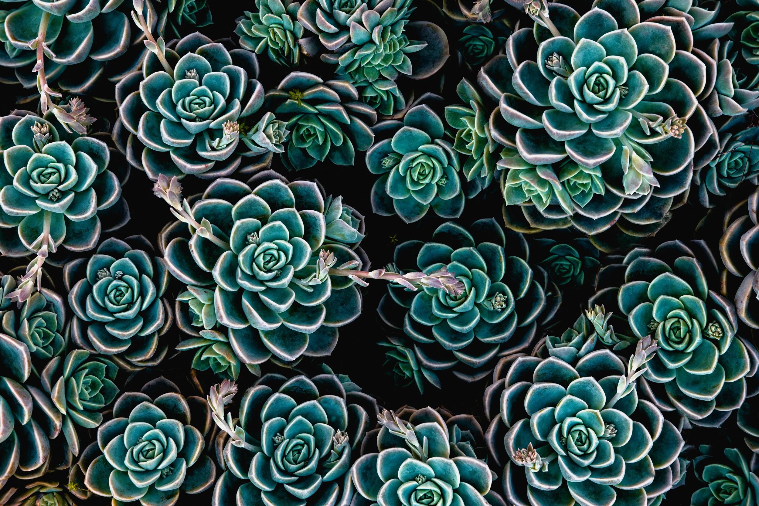 natureza_macrofotografia_fine_art-17.jpg