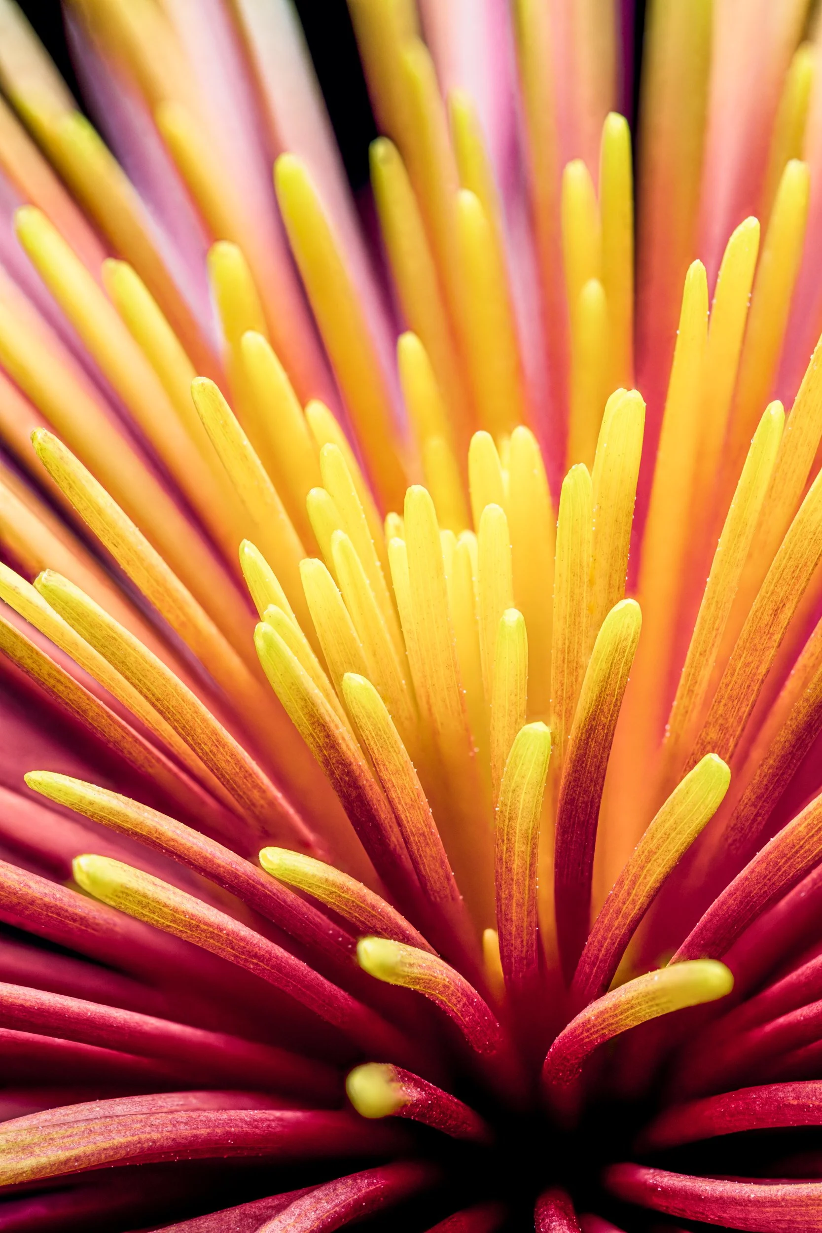 folha_macrofotografia_fine_art-3.jpg