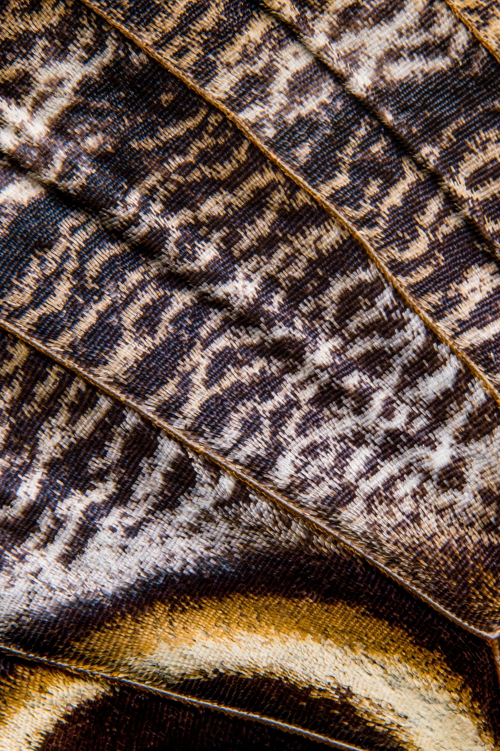 panapana-borboleta-macrofotografia-fine-art-19.jpg