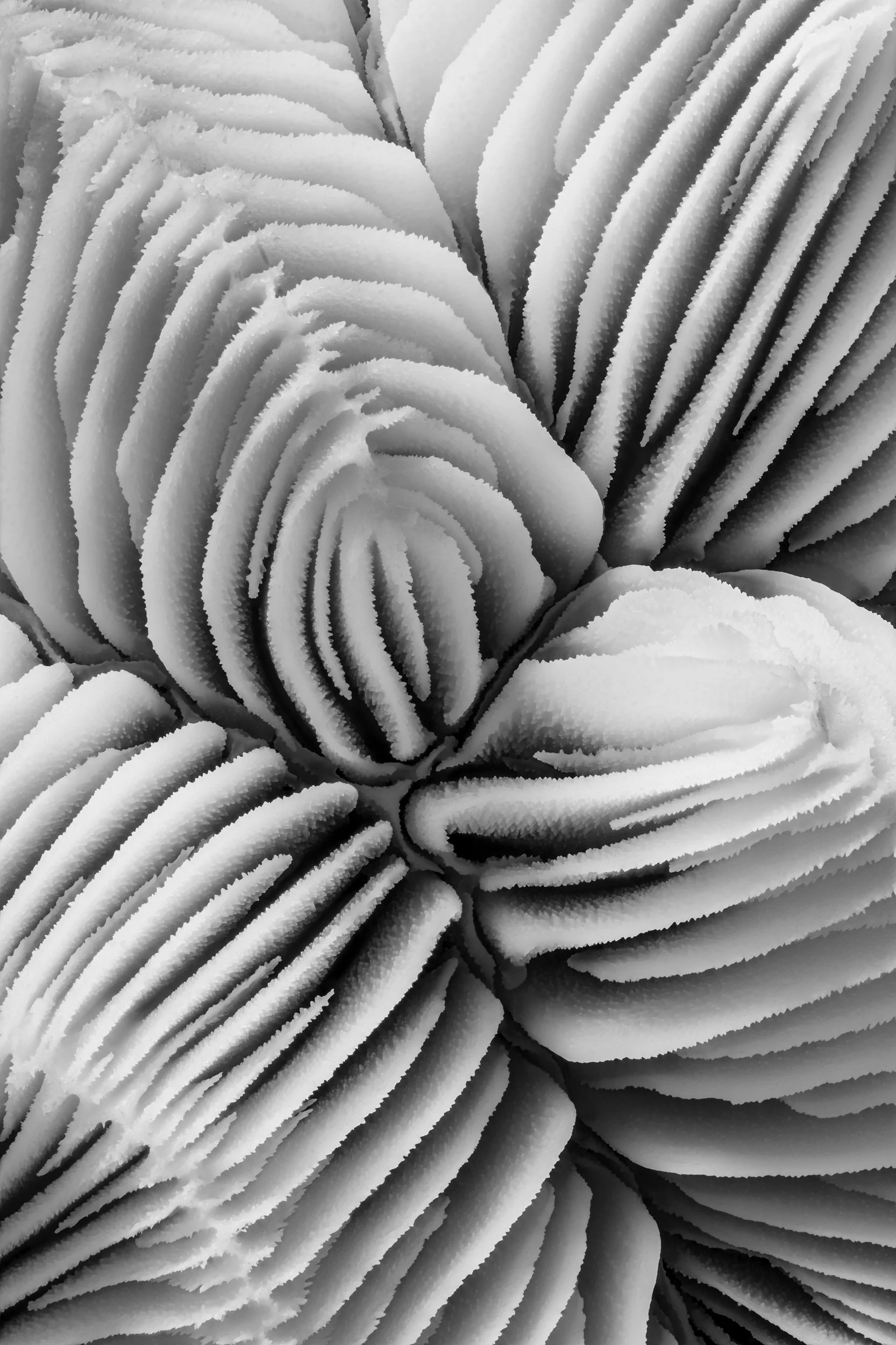 mare-coral-macrofotografia-fine-art-20.jpg