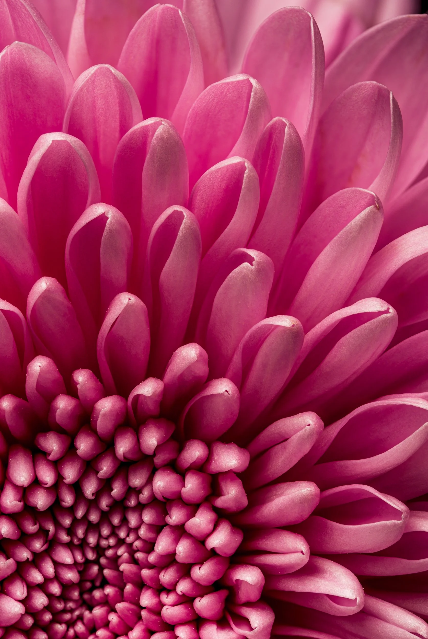folha_macrofotografia_fine_art-4.jpg