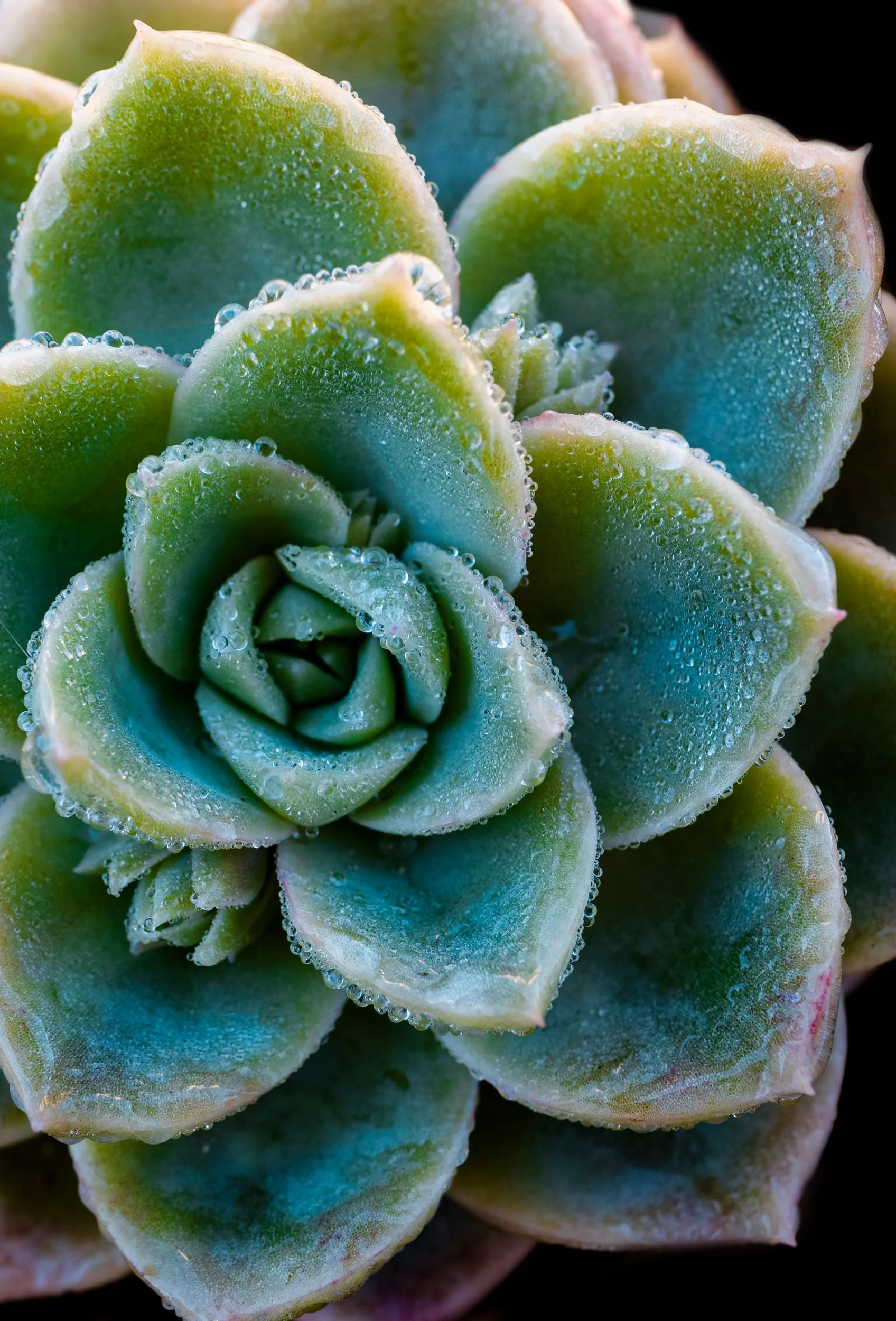 natureza_macrofotografia_fine_art-15.jpg