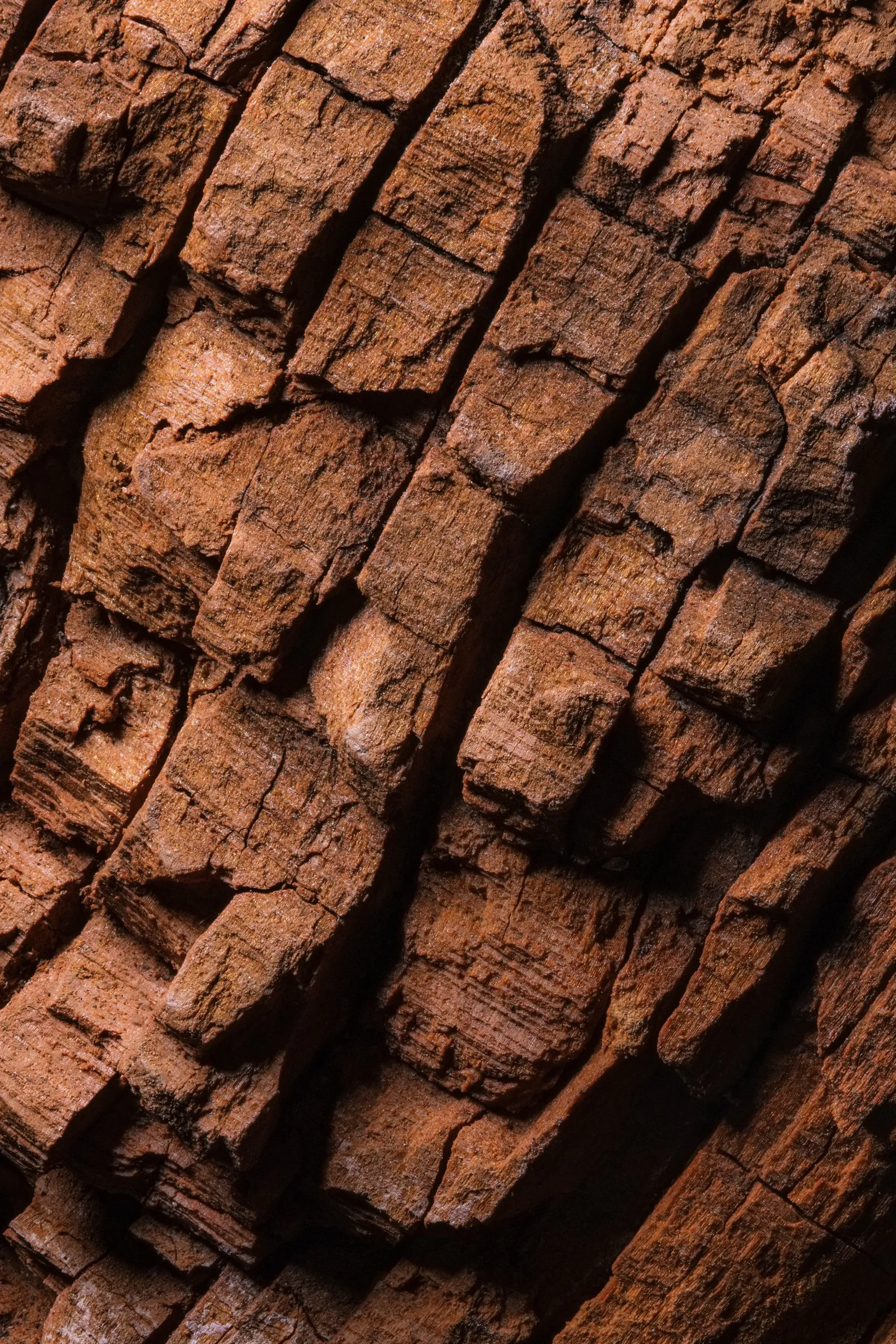 natureza_macrofotografia_fine_art-10.jpg