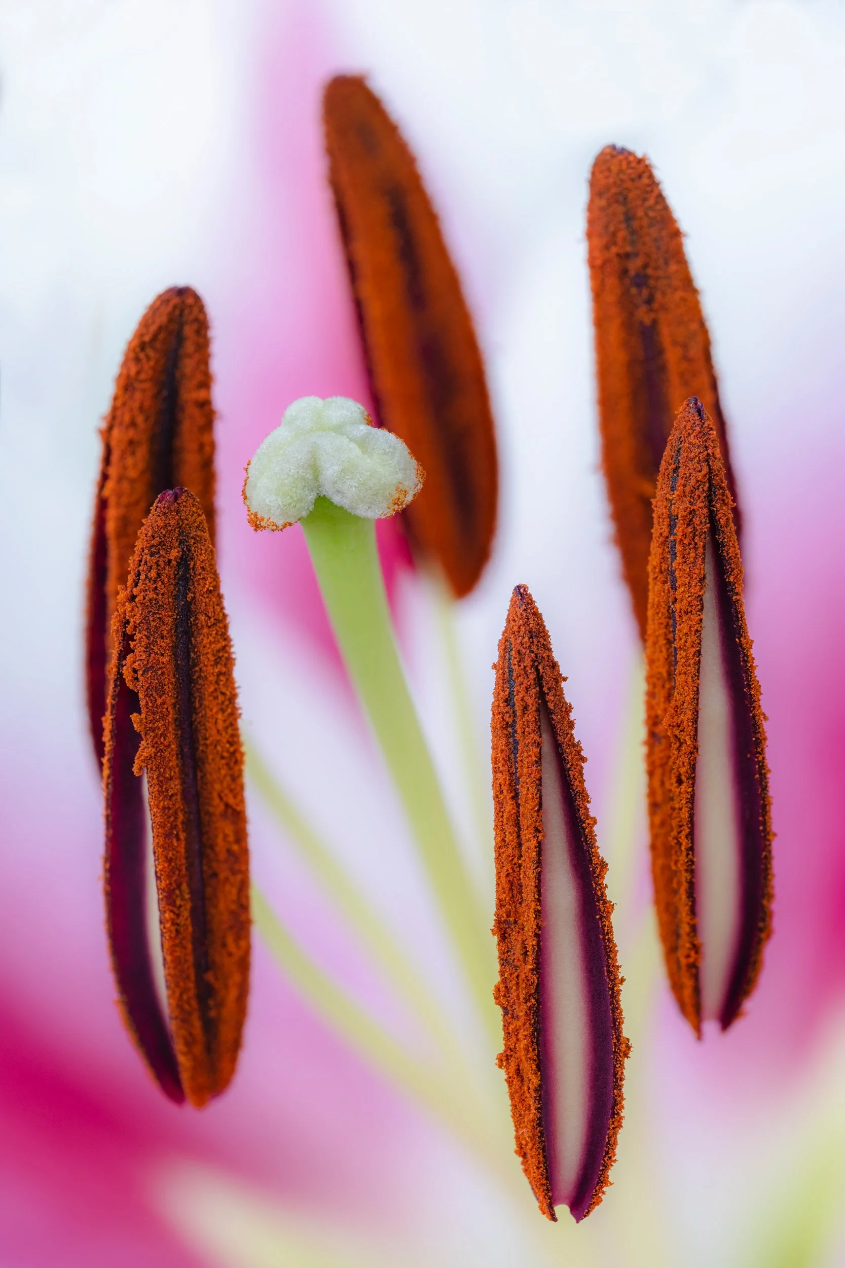 folha_macrofotografia_fine_art-21.jpg