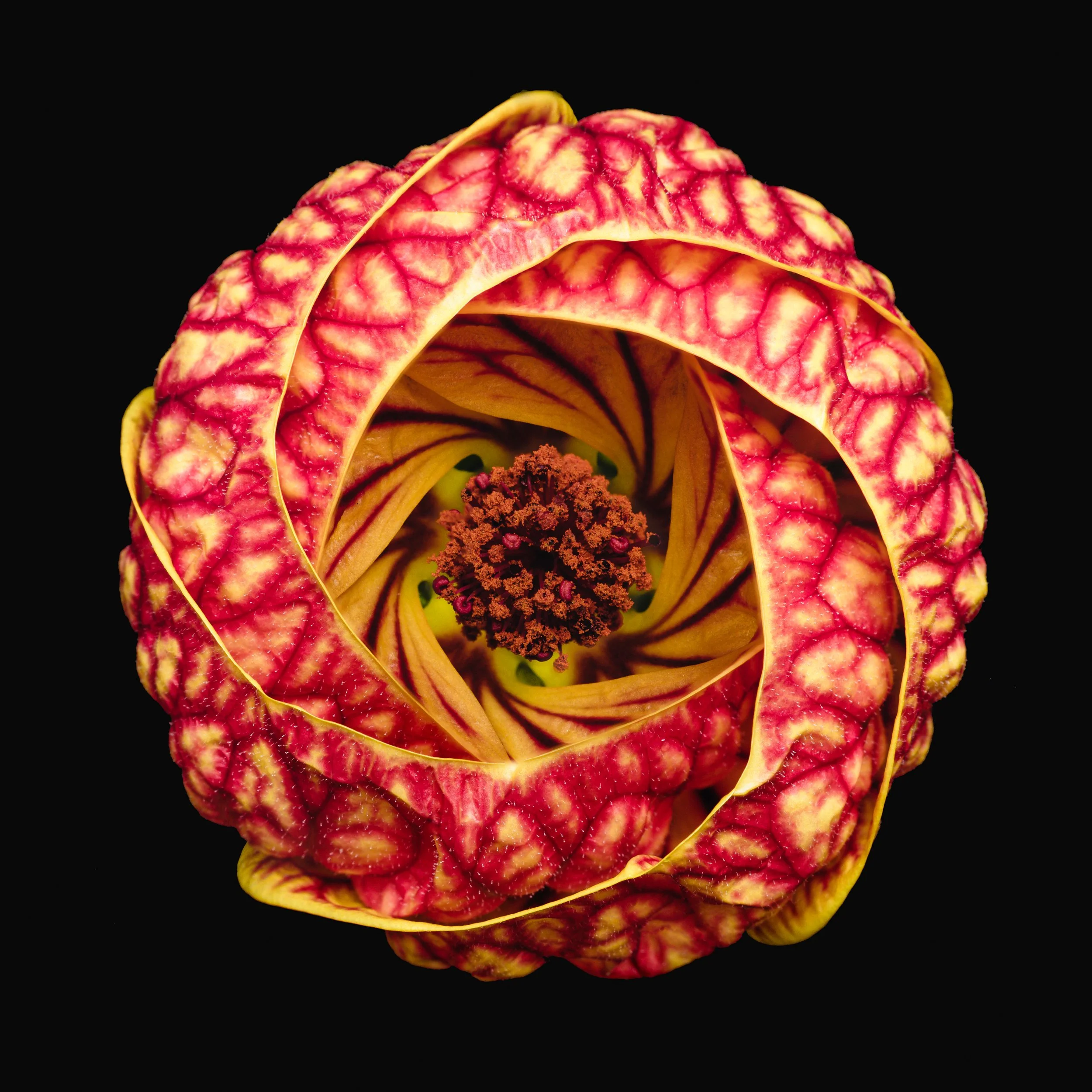 folha_macrofotografia_fine_art-1.jpg
