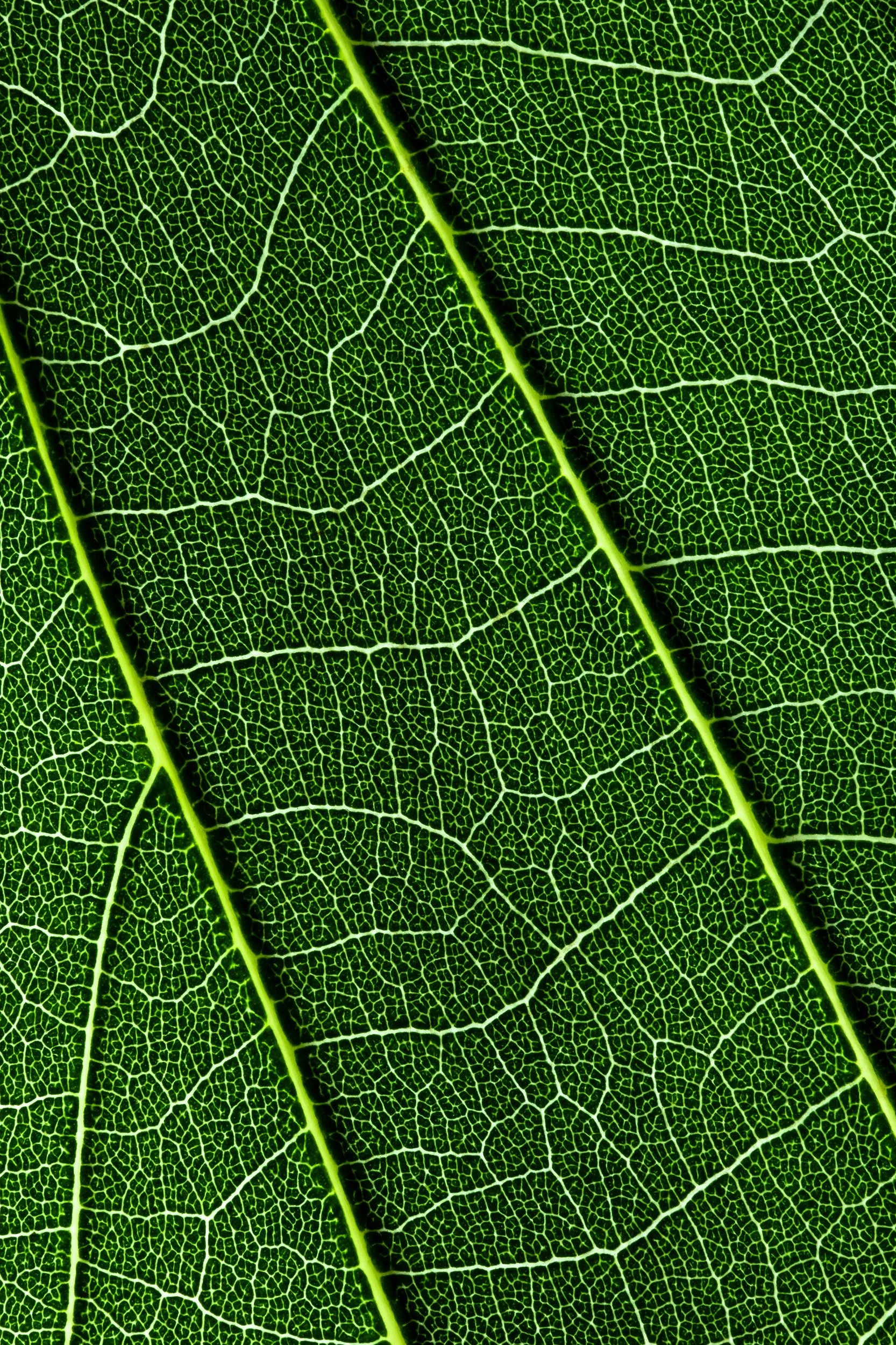 folha_macrofotografia_fine_art-10.jpg