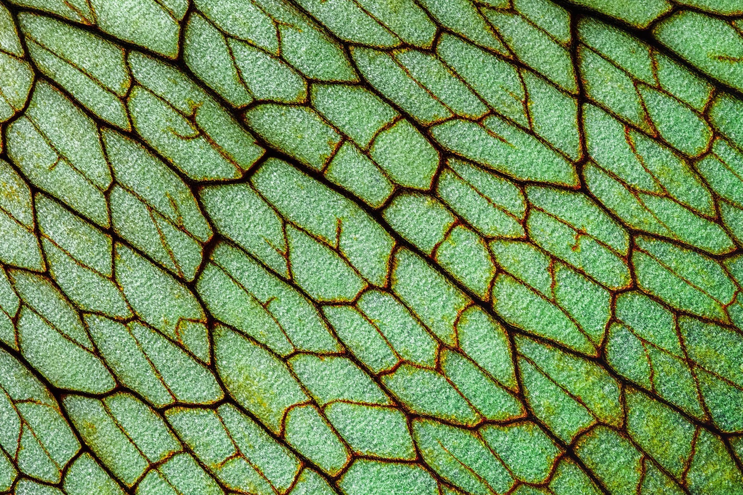 folha_macrofotografia_fine_art-9.jpg