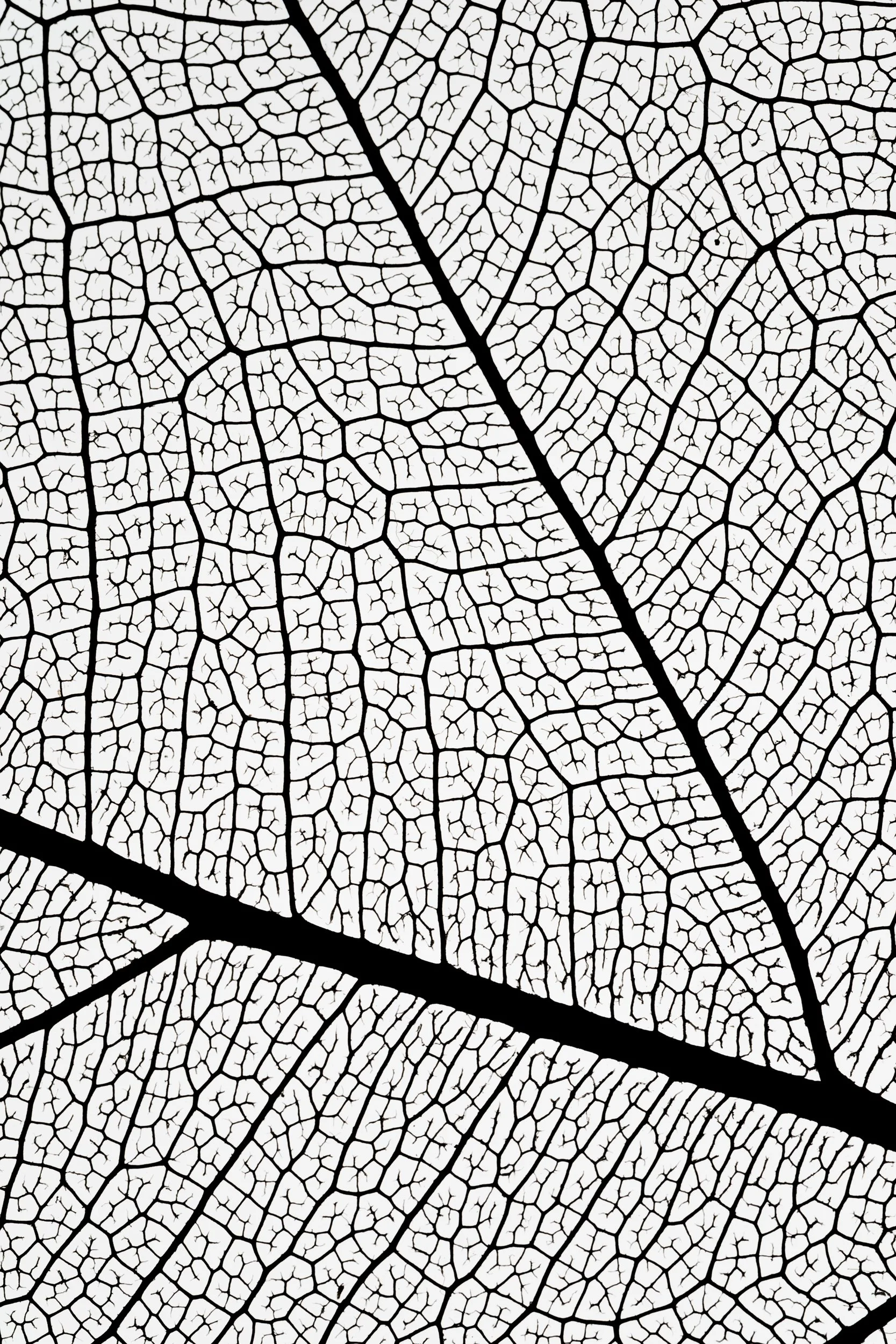 Detalhe macro de textura e veios de folha em contraluz — série Nervura, fotografia fine art de Bruno Militelli