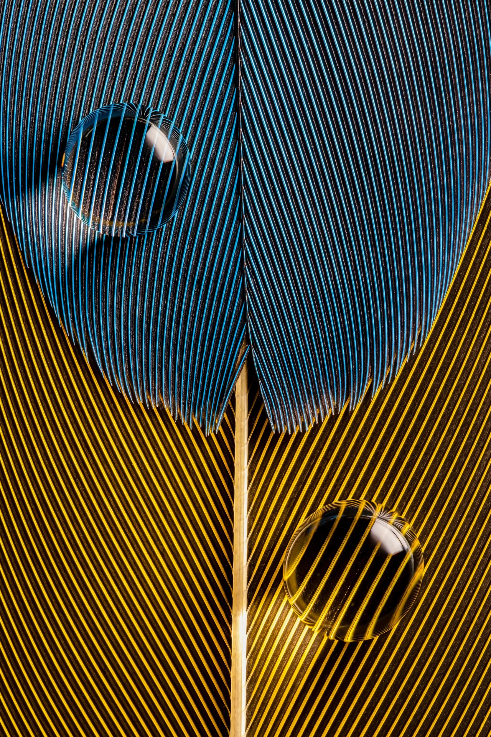 hidrofobico-penas-macrofotografia-fine-art-31.jpg