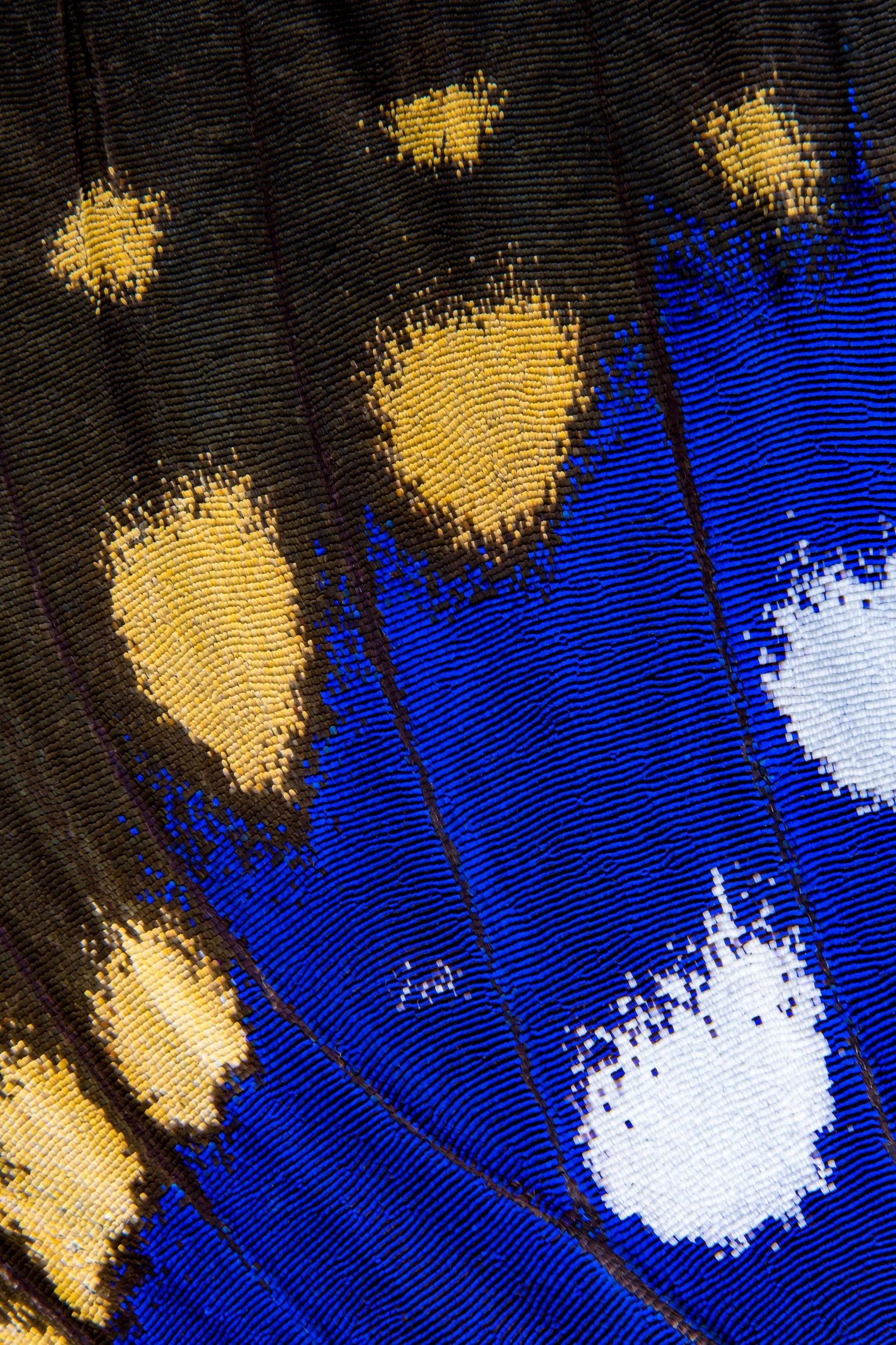 panapana-borboleta-macrofotografia-fine-art-20.jpg