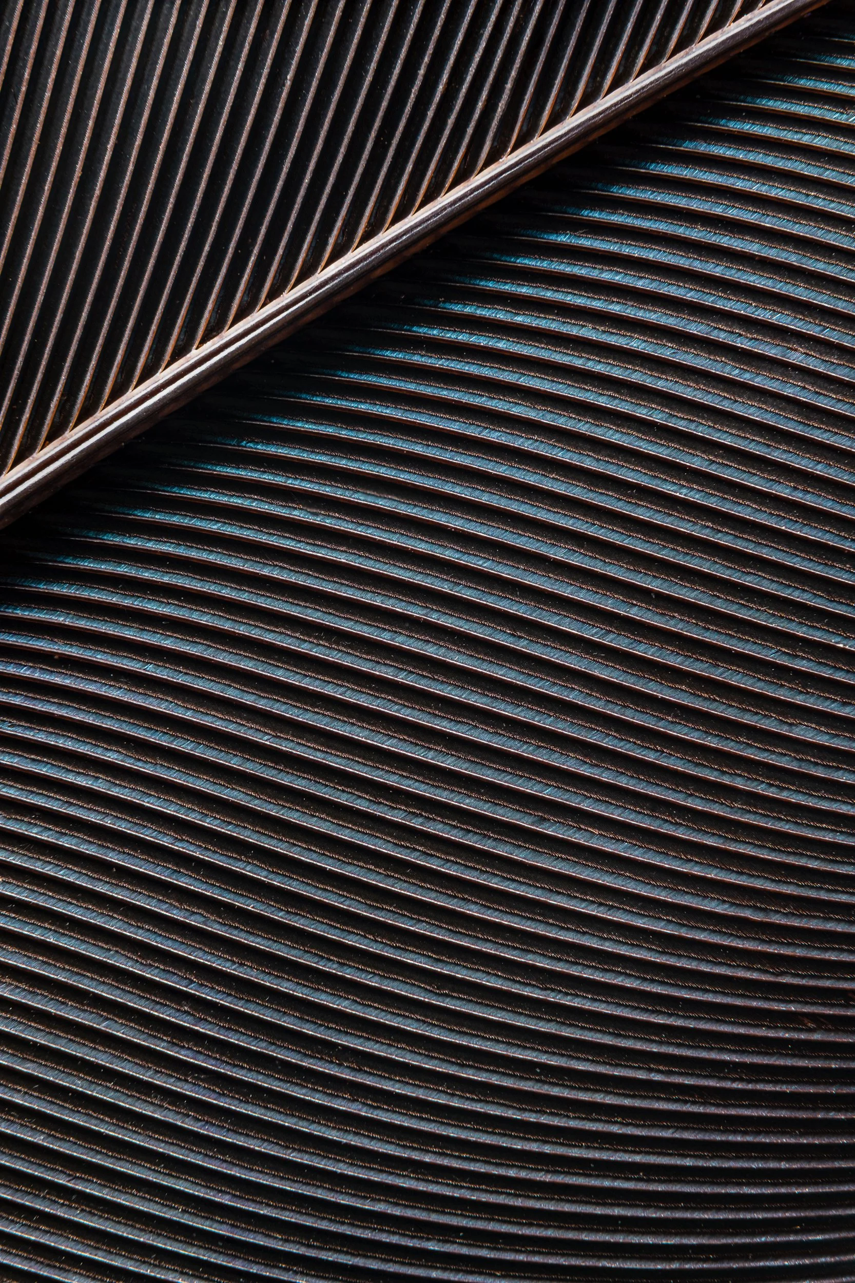 penas-nativas-macrofotografia-obras-fine-art-12.jpg