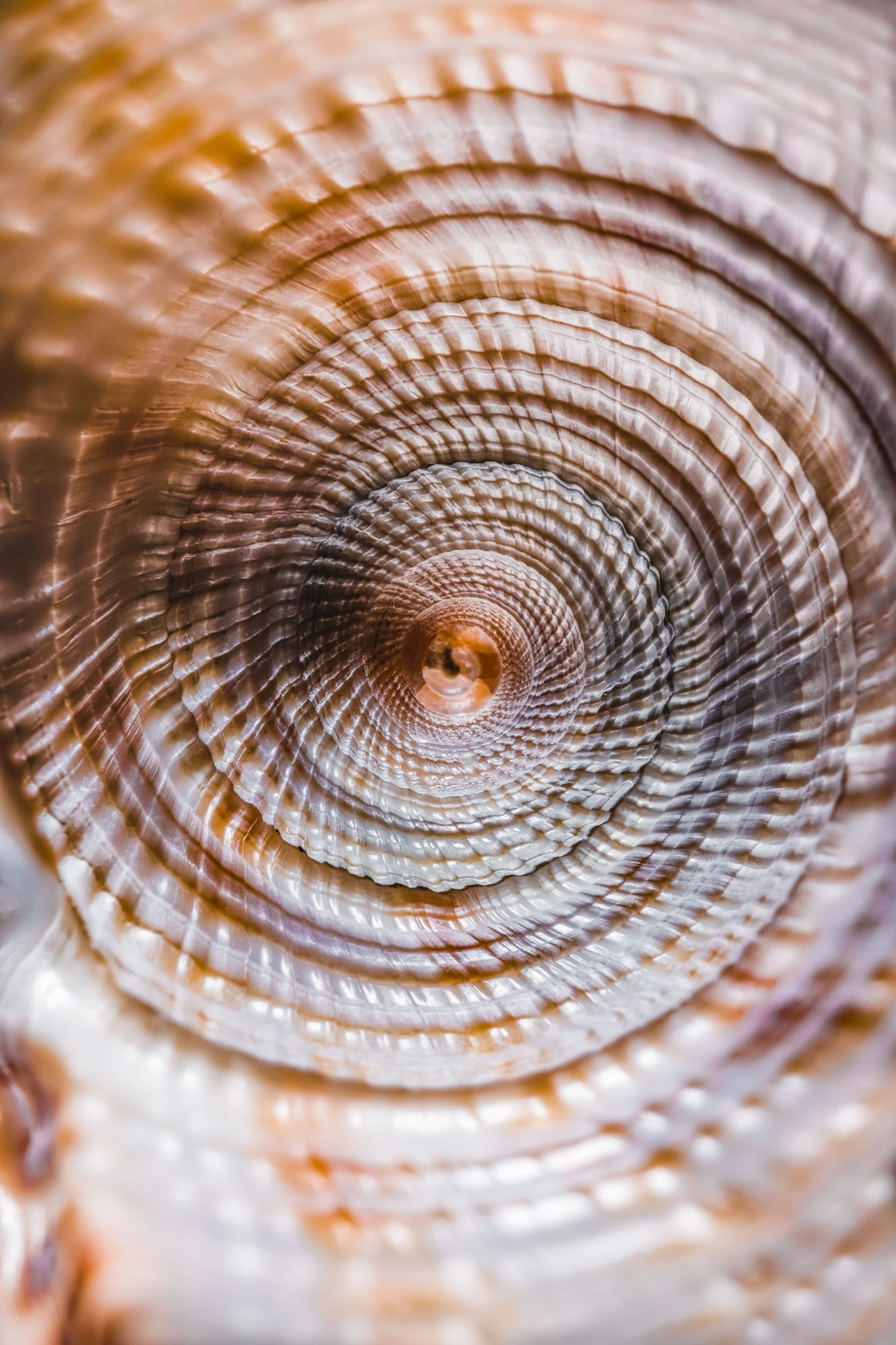 natureza_macrofotografia_fine_art-5.jpg