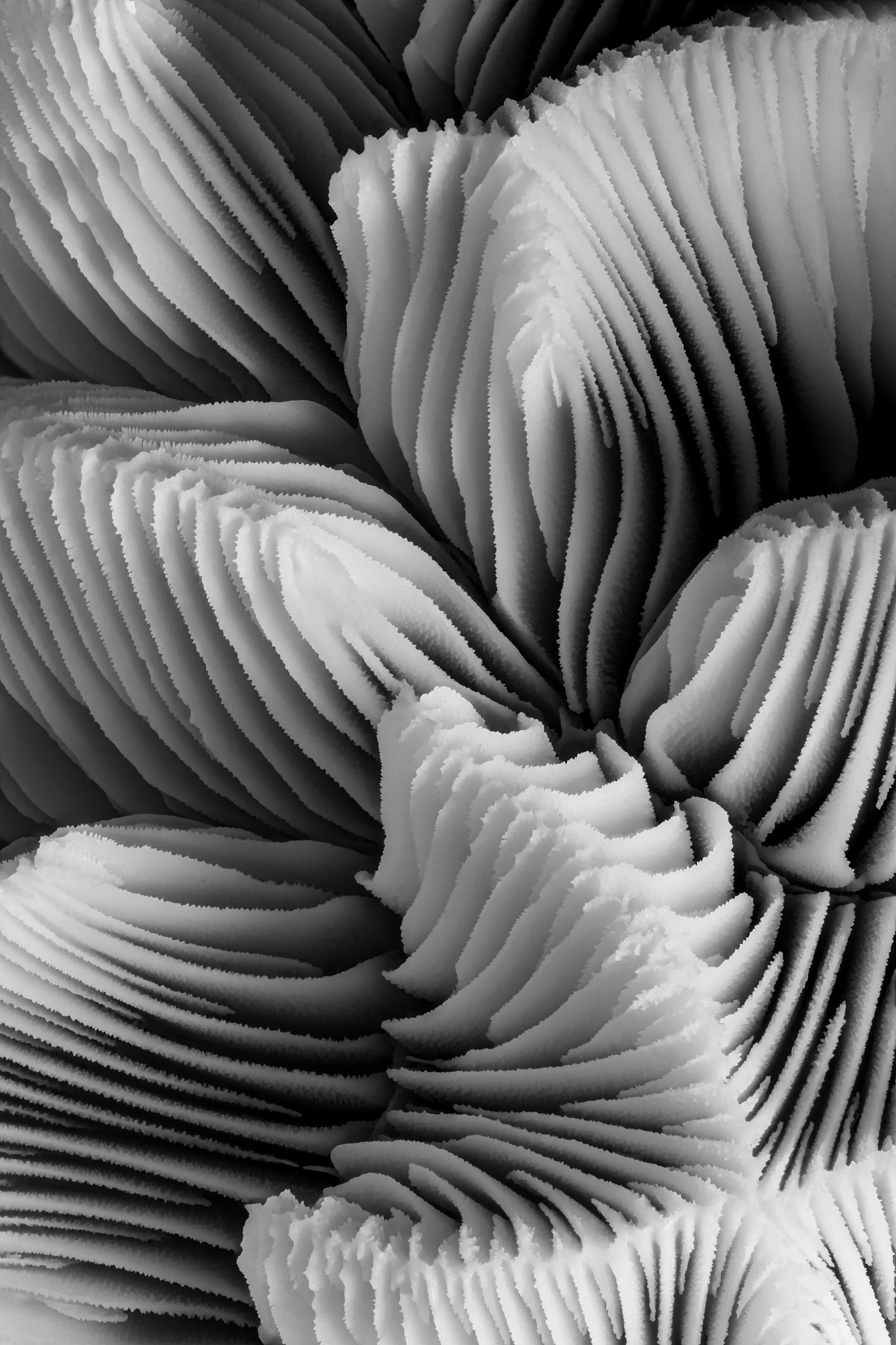 mare-coral-macrofotografia-fine-art-17.jpg