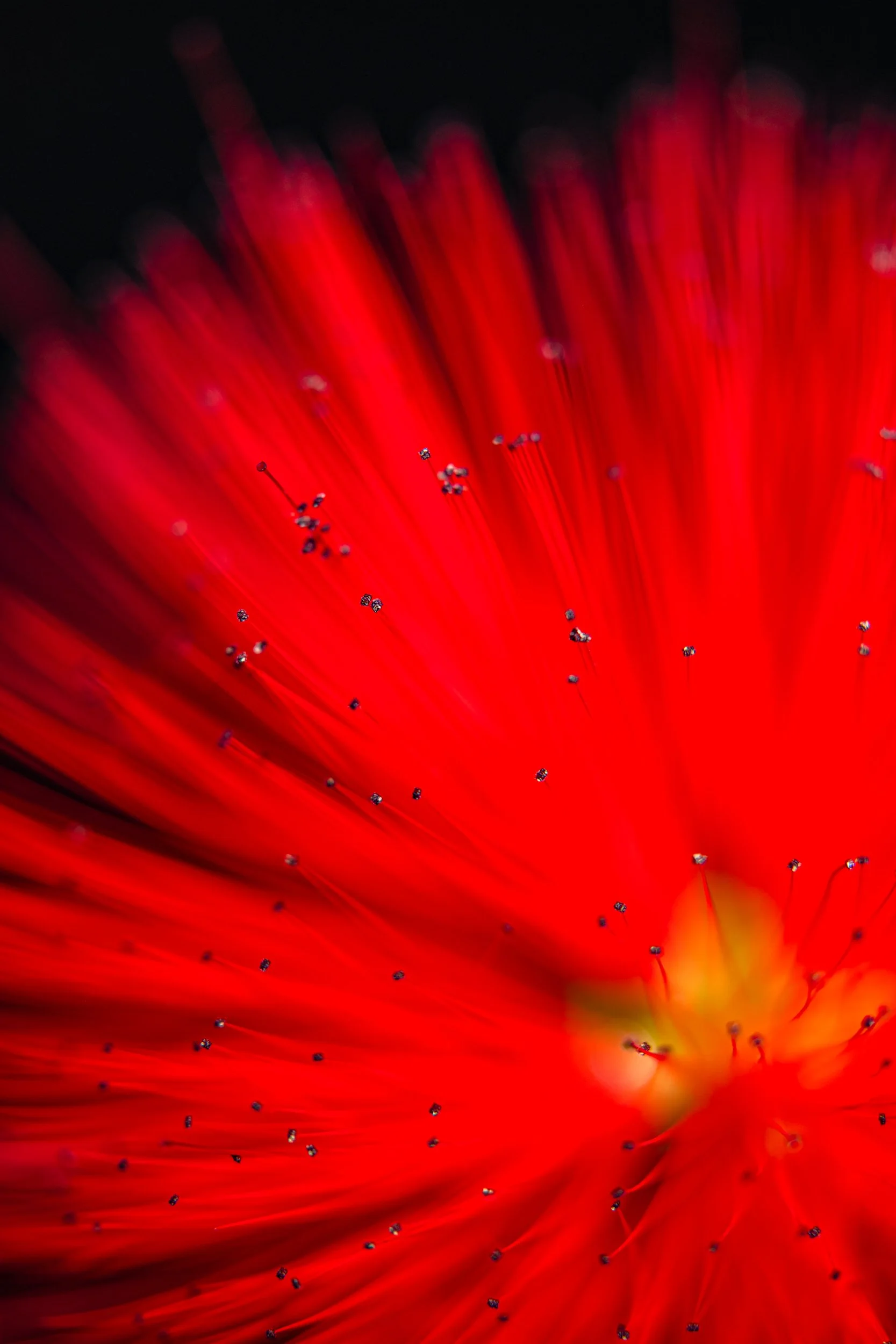 folha_macrofotografia_fine_art-15.jpg