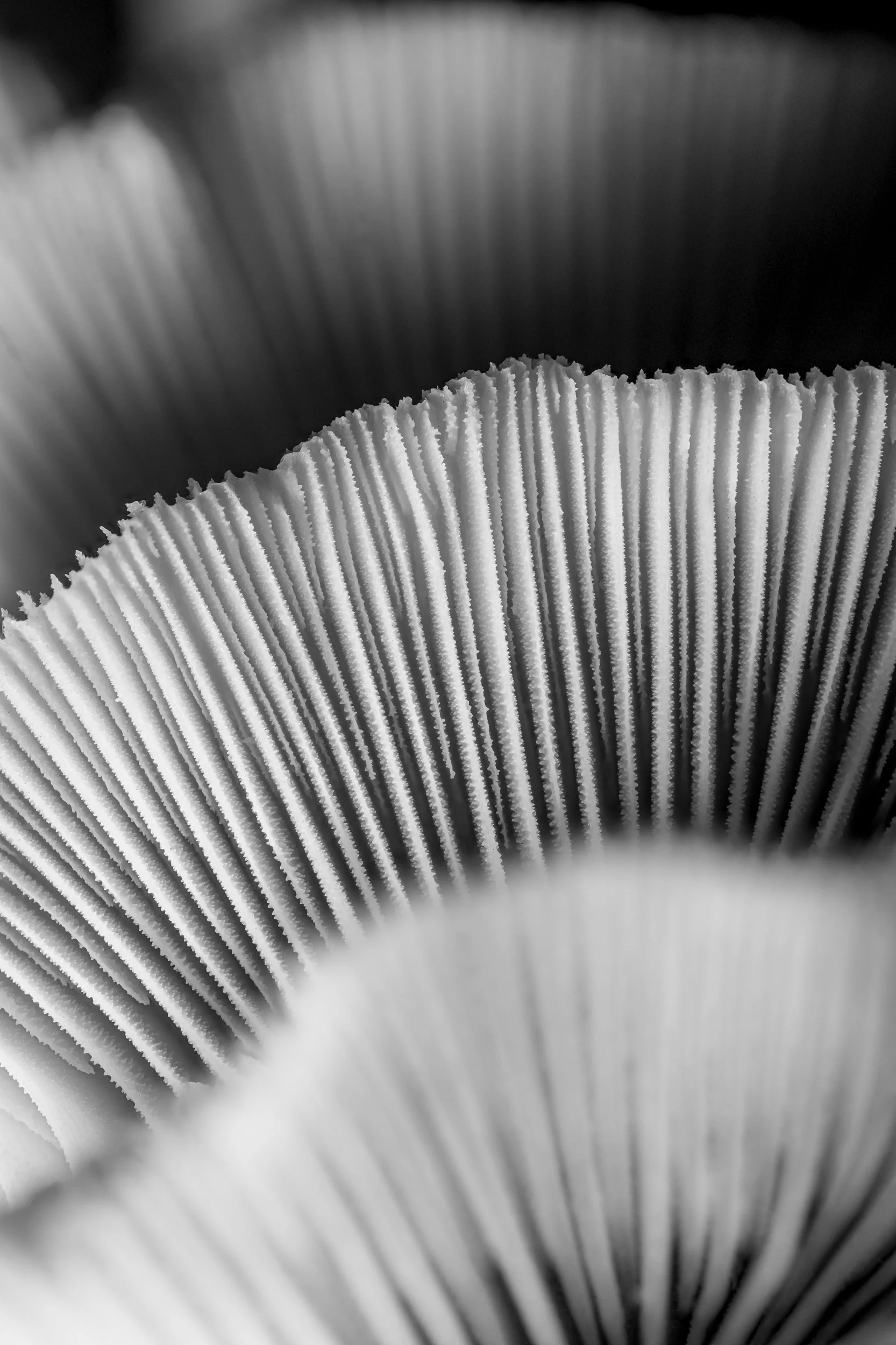 mare-coral-macrofotografia-fine-art-3.jpg