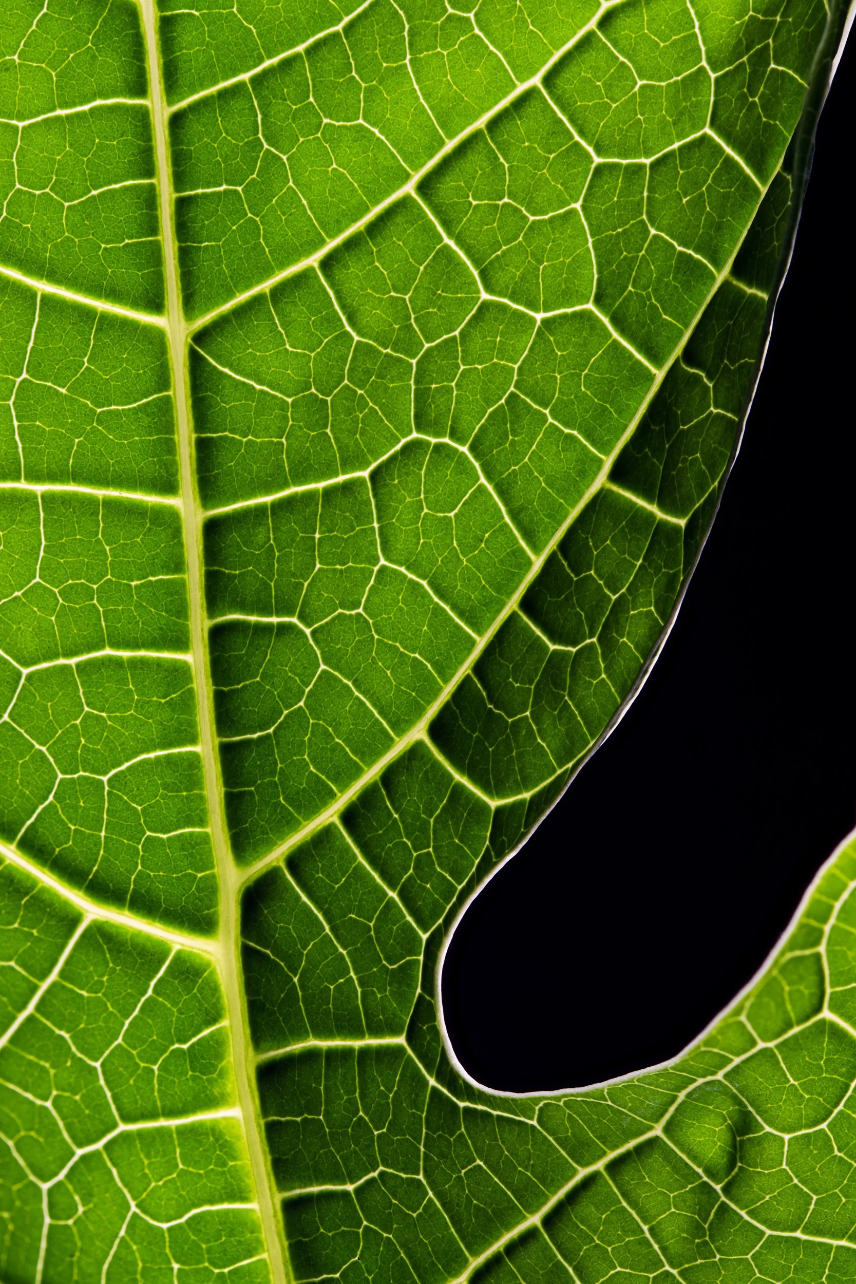 Fotografia macro fine art de nervuras de folha em tons verdes — série Nervura, de Bruno Militelli