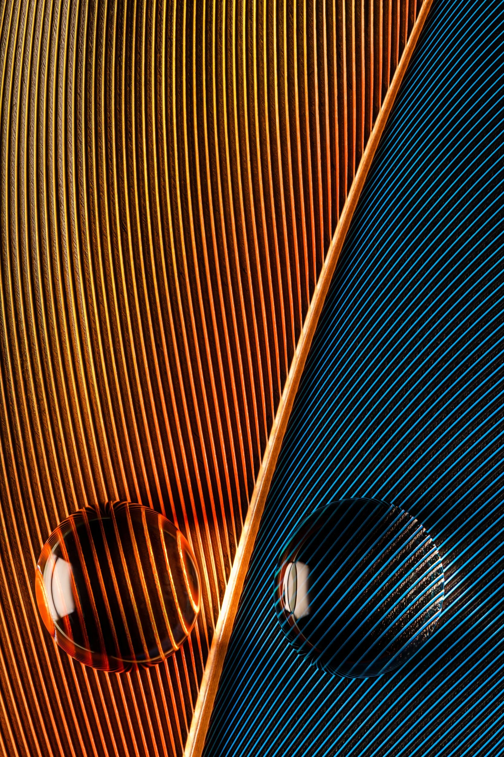 hidrofobico-penas-macrofotografia-fine-art-29.jpg