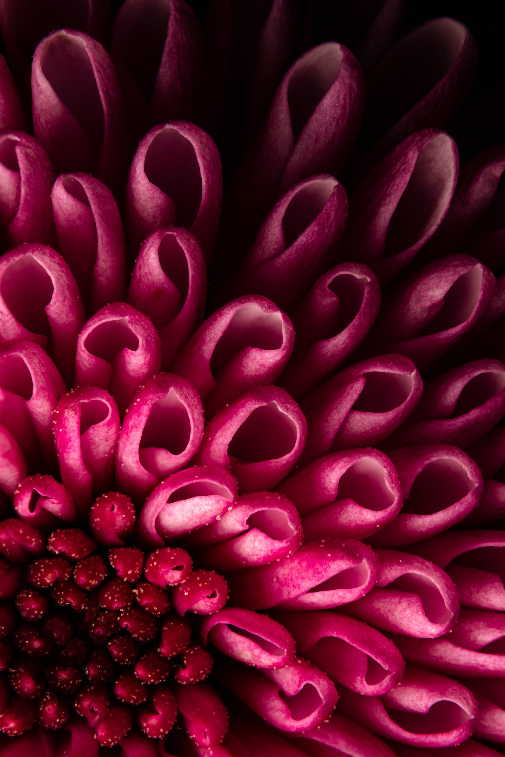 folha_macrofotografia_fine_art-11.jpg