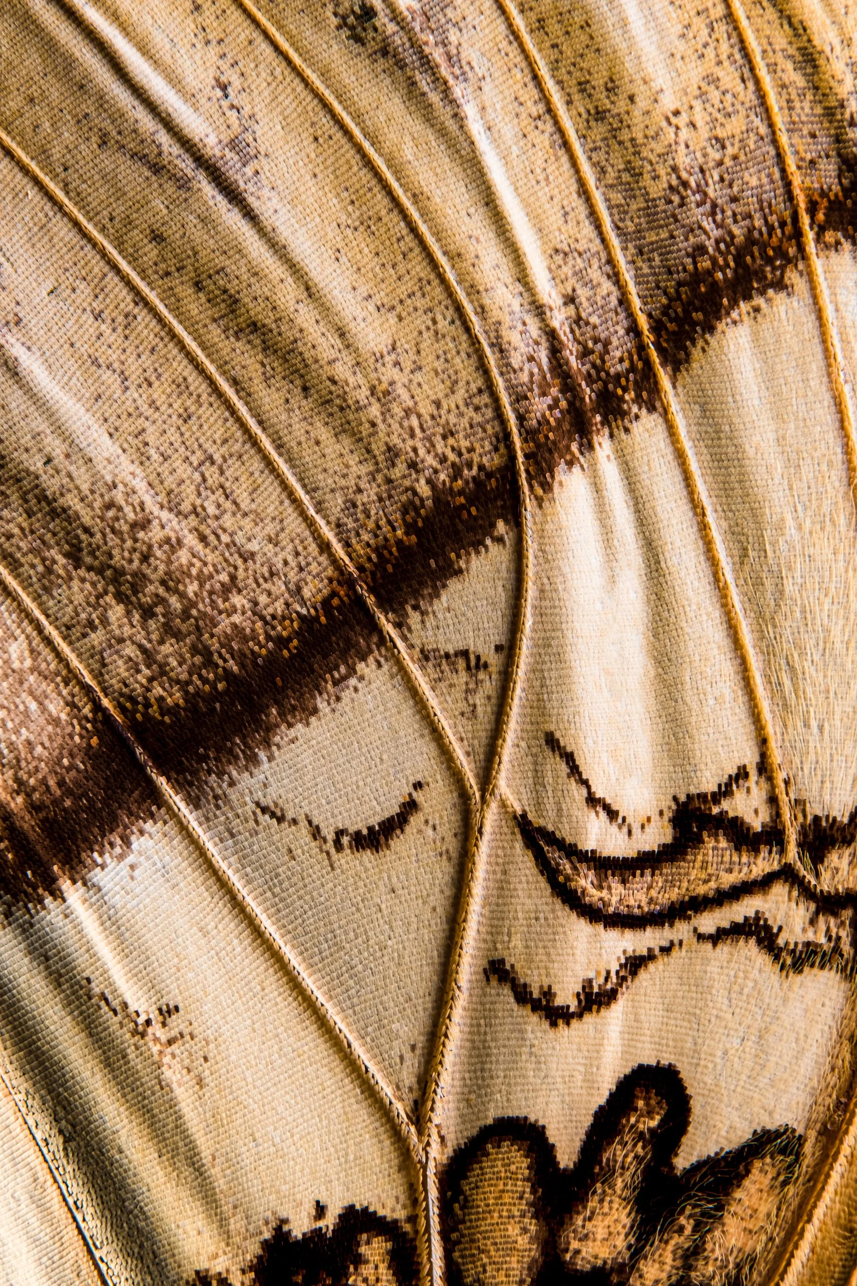 panapana-borboleta-macrofotografia-fine-art-17.jpg