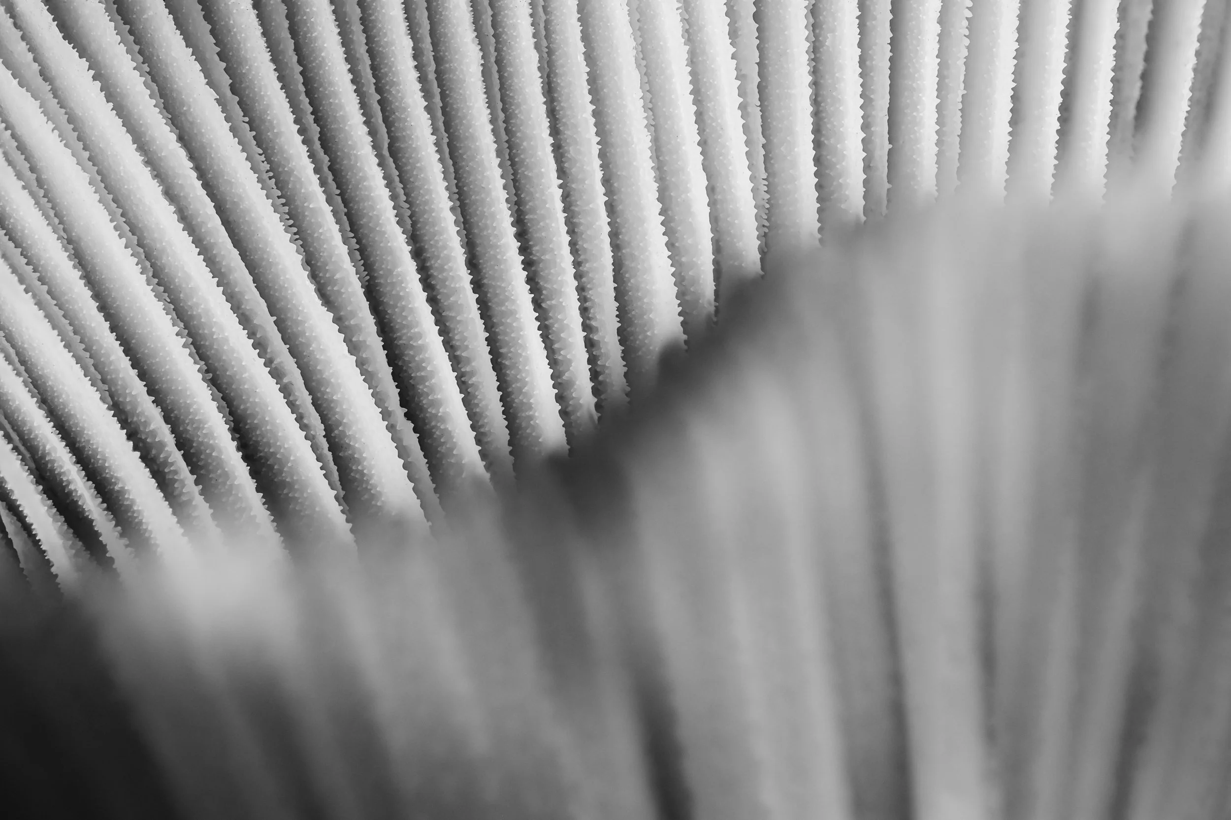 mare-coral-macrofotografia-fine-art-10.jpg