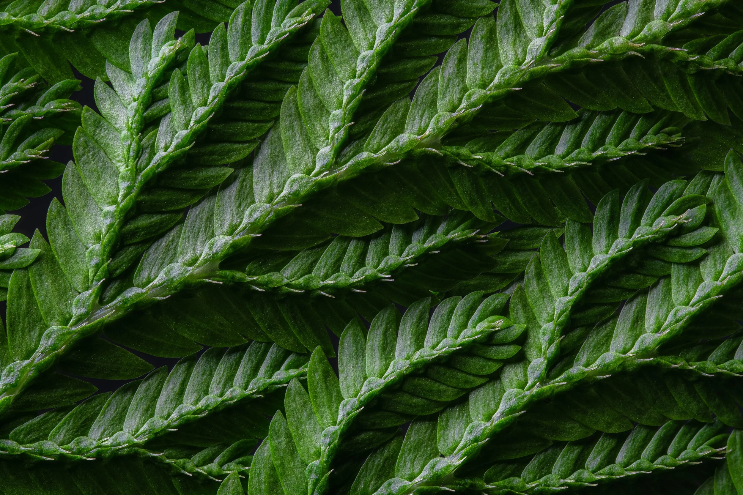 folha_macrofotografia_fine_art-7.jpg
