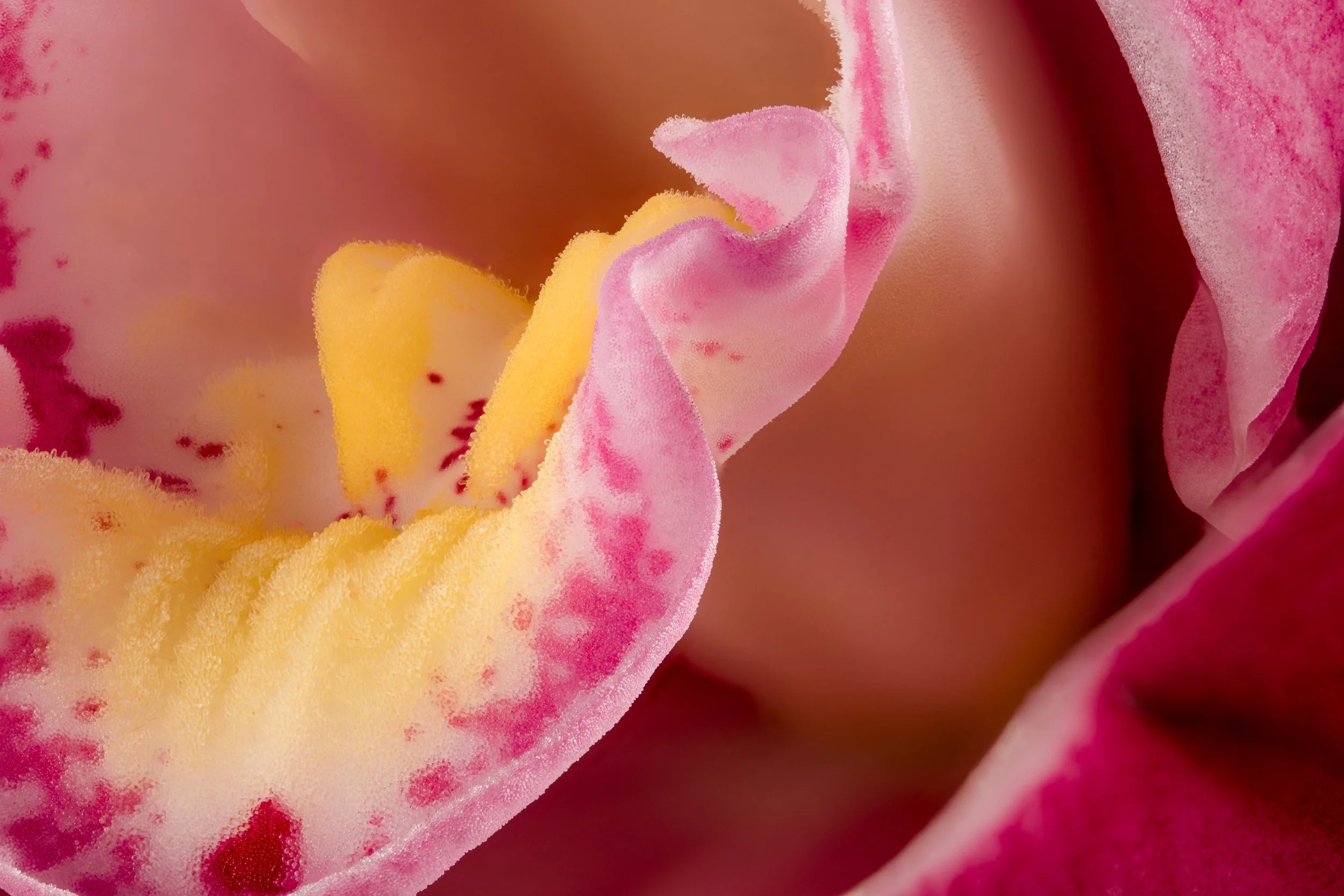 folha_macrofotografia_fine_art-14.jpg