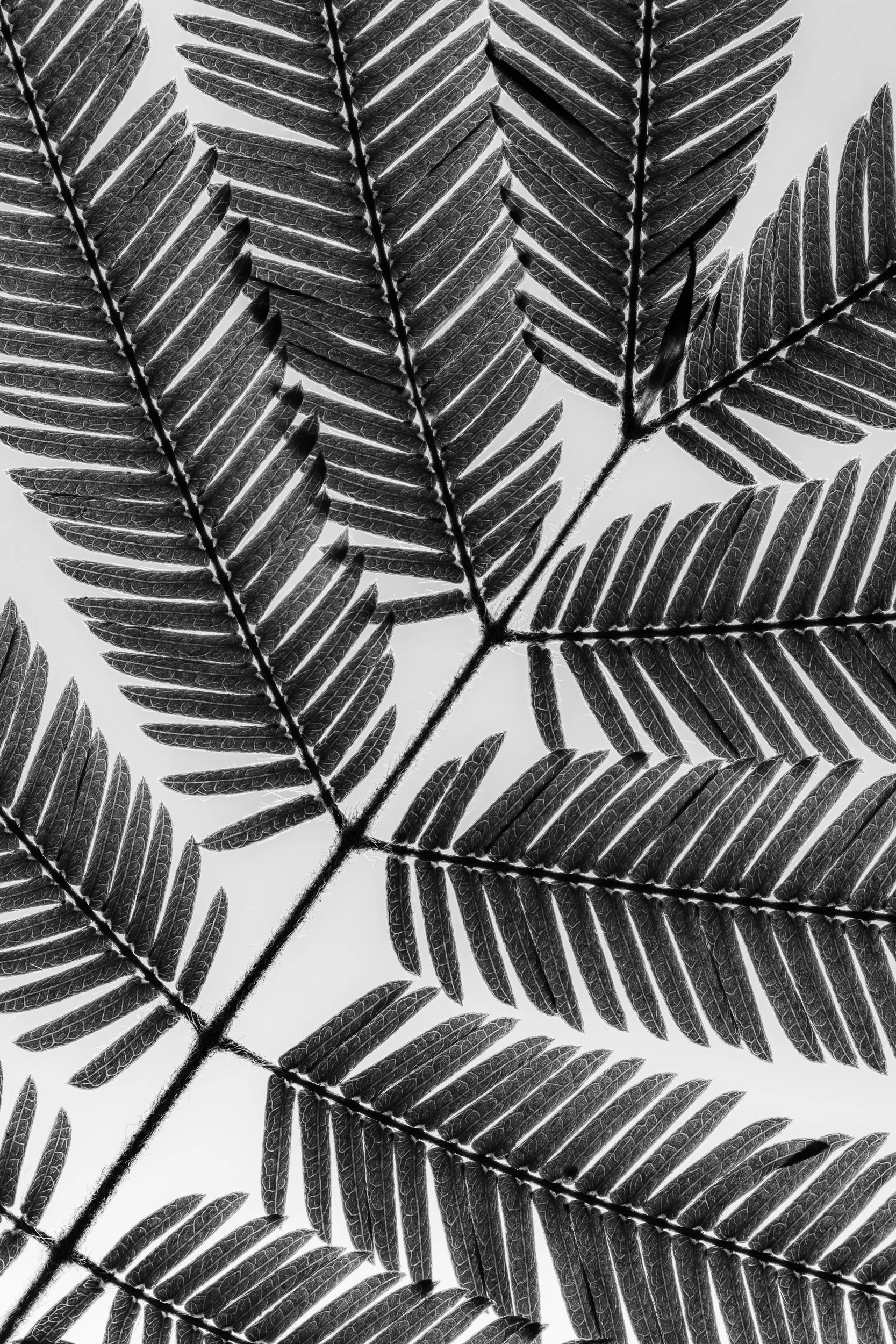 folha_macrofotografia_fine_art-8.jpg